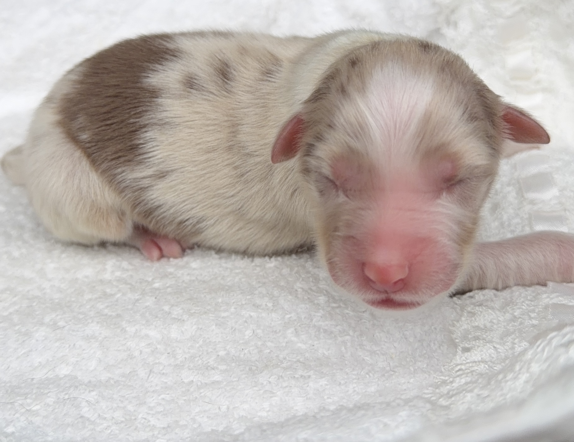 オーストラリアンシェパード レッドマール オス