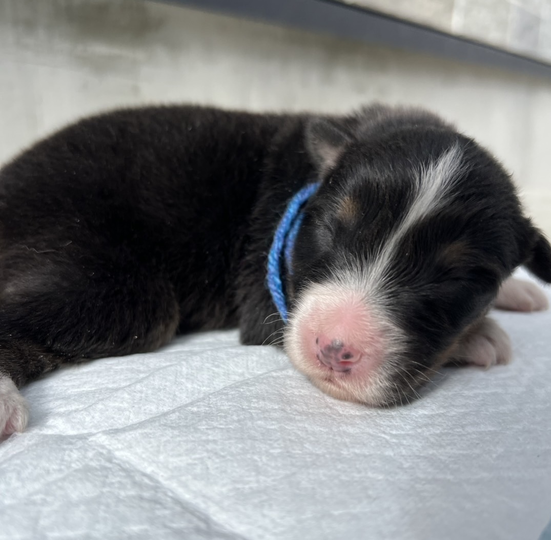 オーストラリアンシェパード ブラックトライ オス 青リボン