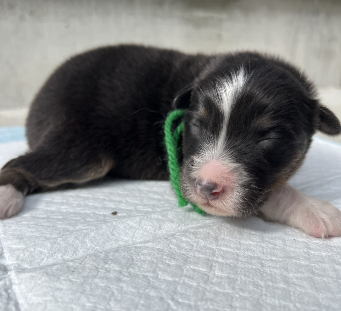 オーストラリアンシェパードブラックトライ オス 緑リボン