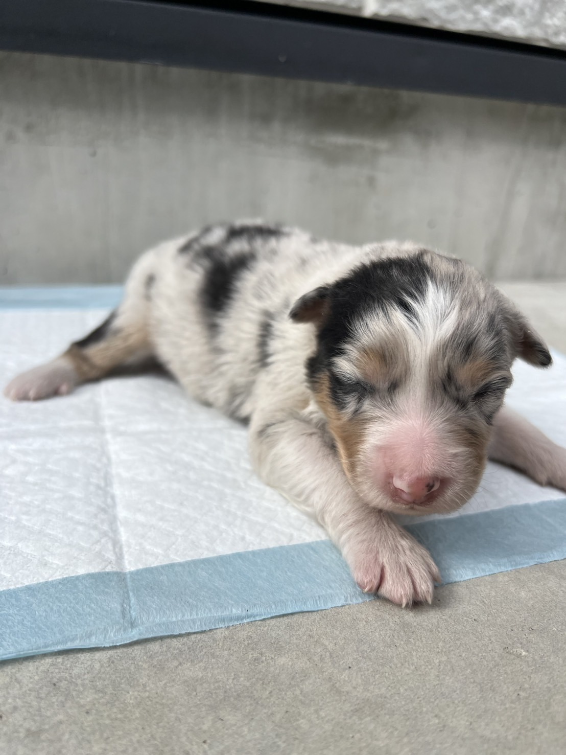 オーストラリアンシェパード ブルーマール メス