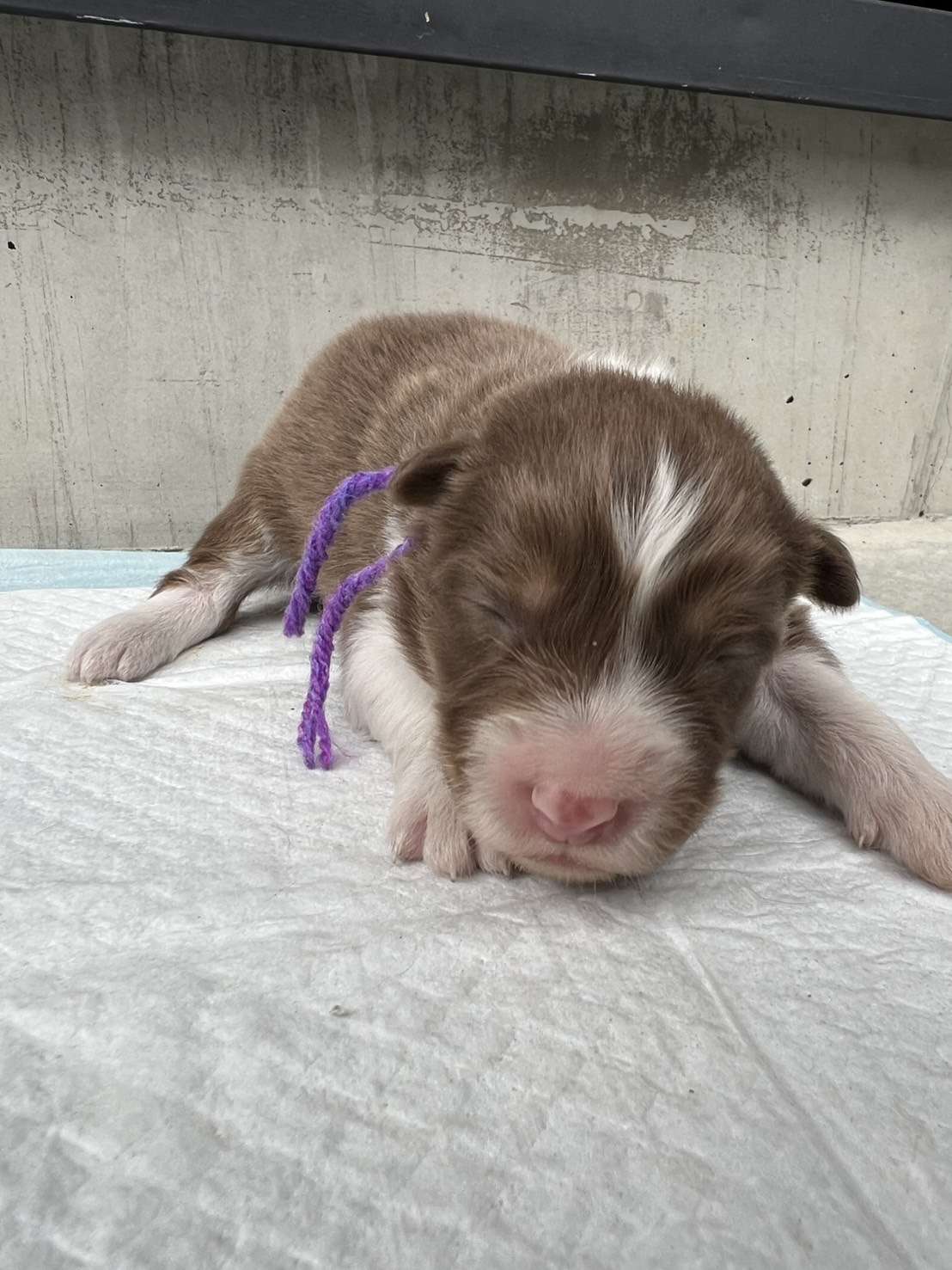 オーストラリアンシェパード レッドトライ オス 紫リボン