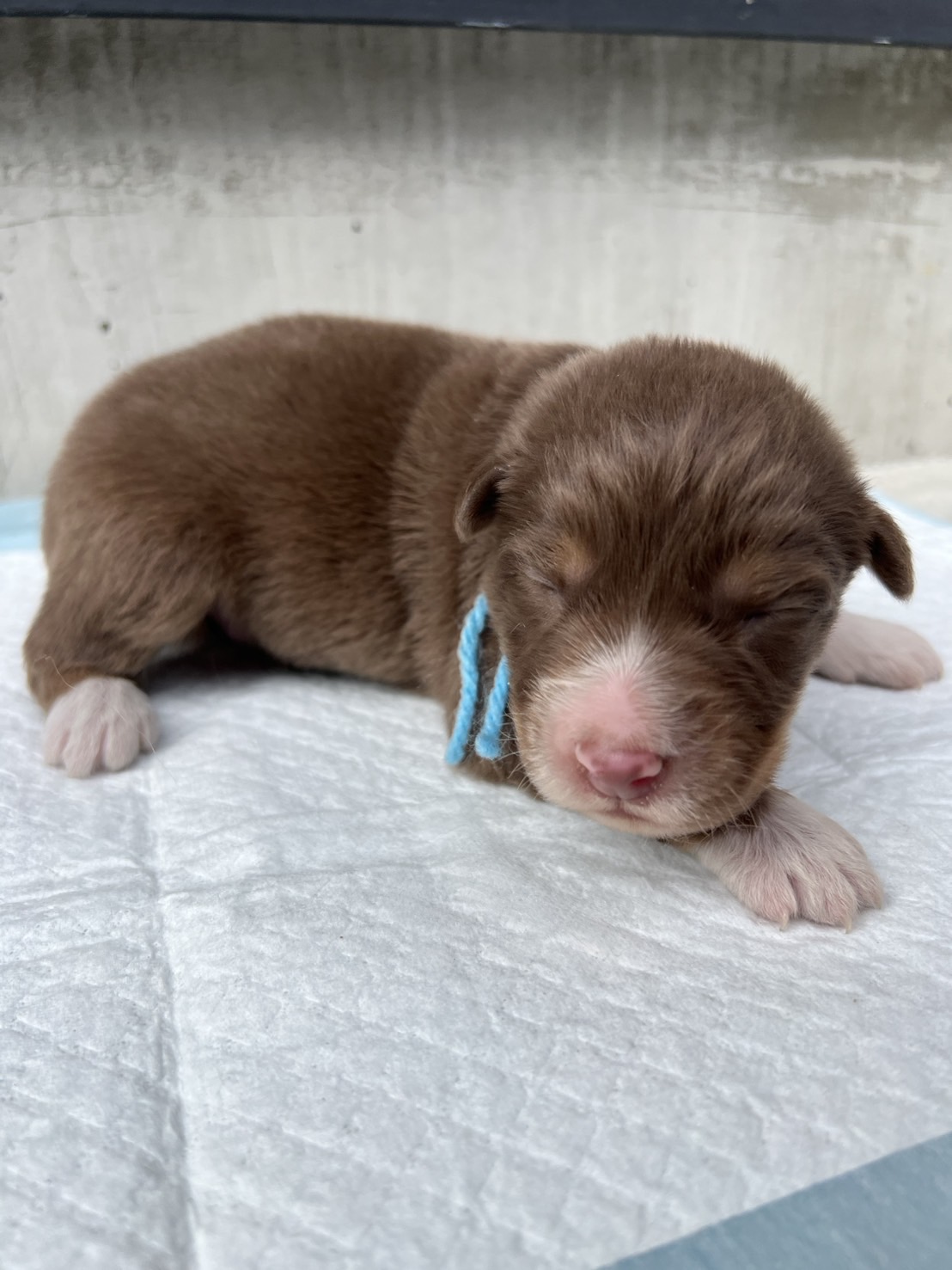 オーストラリアンシェパード レッドトライ 水色リボン オス