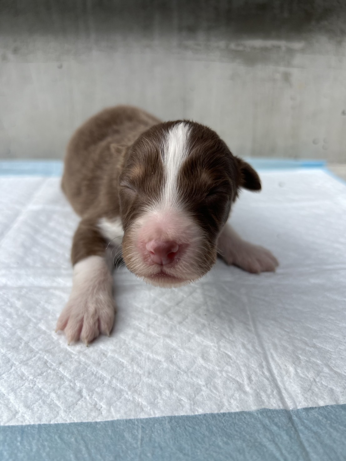 オーストラリアンシェパード レッドトライ メス 黄色リボン