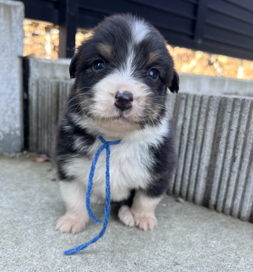 オーストラリアンシェパード ブラックトライ オス 青リボン