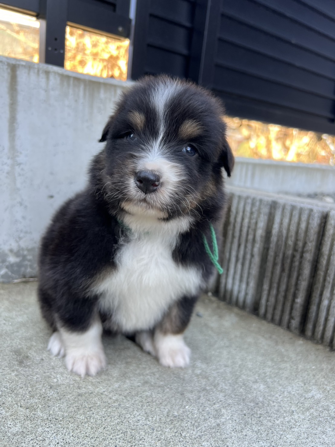 オーストラリアンシェパードブラックトライ オス 緑リボン