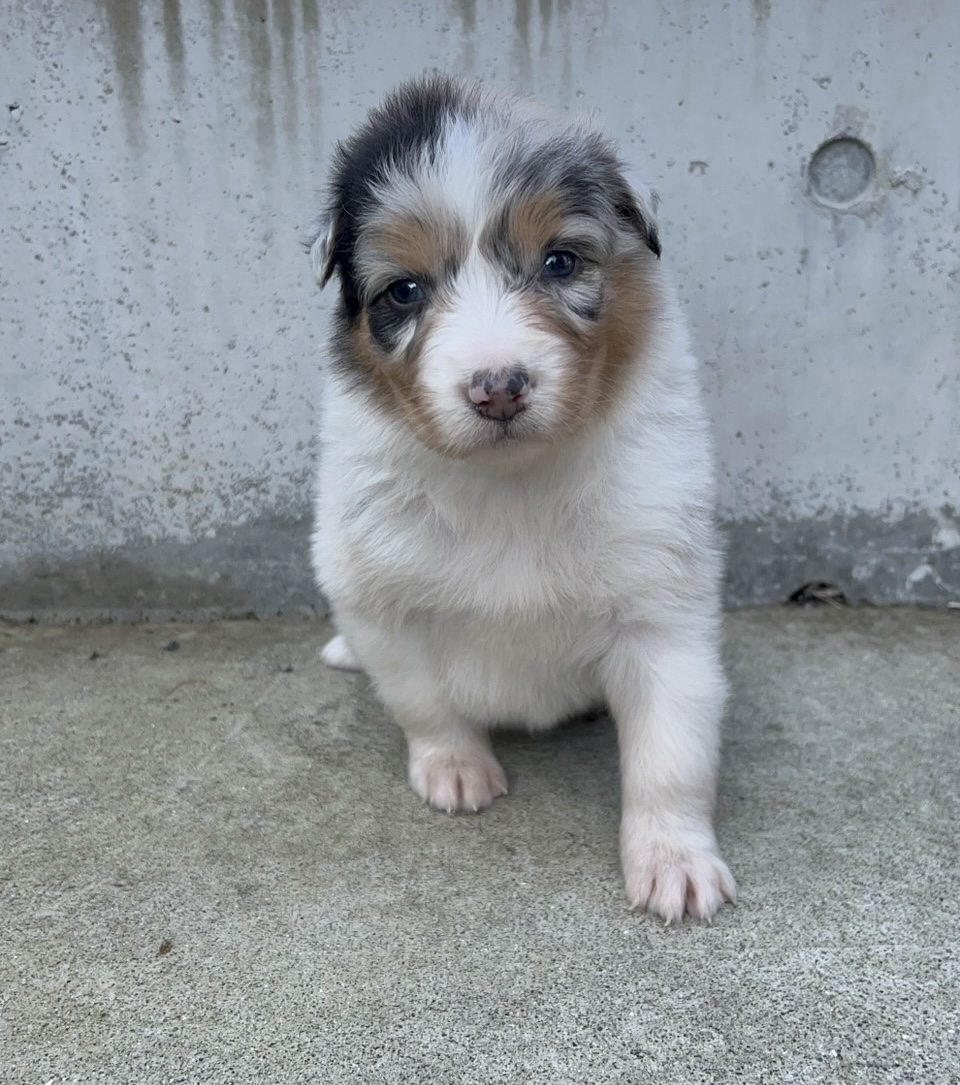 オーストラリアンシェパード ブルーマール メス