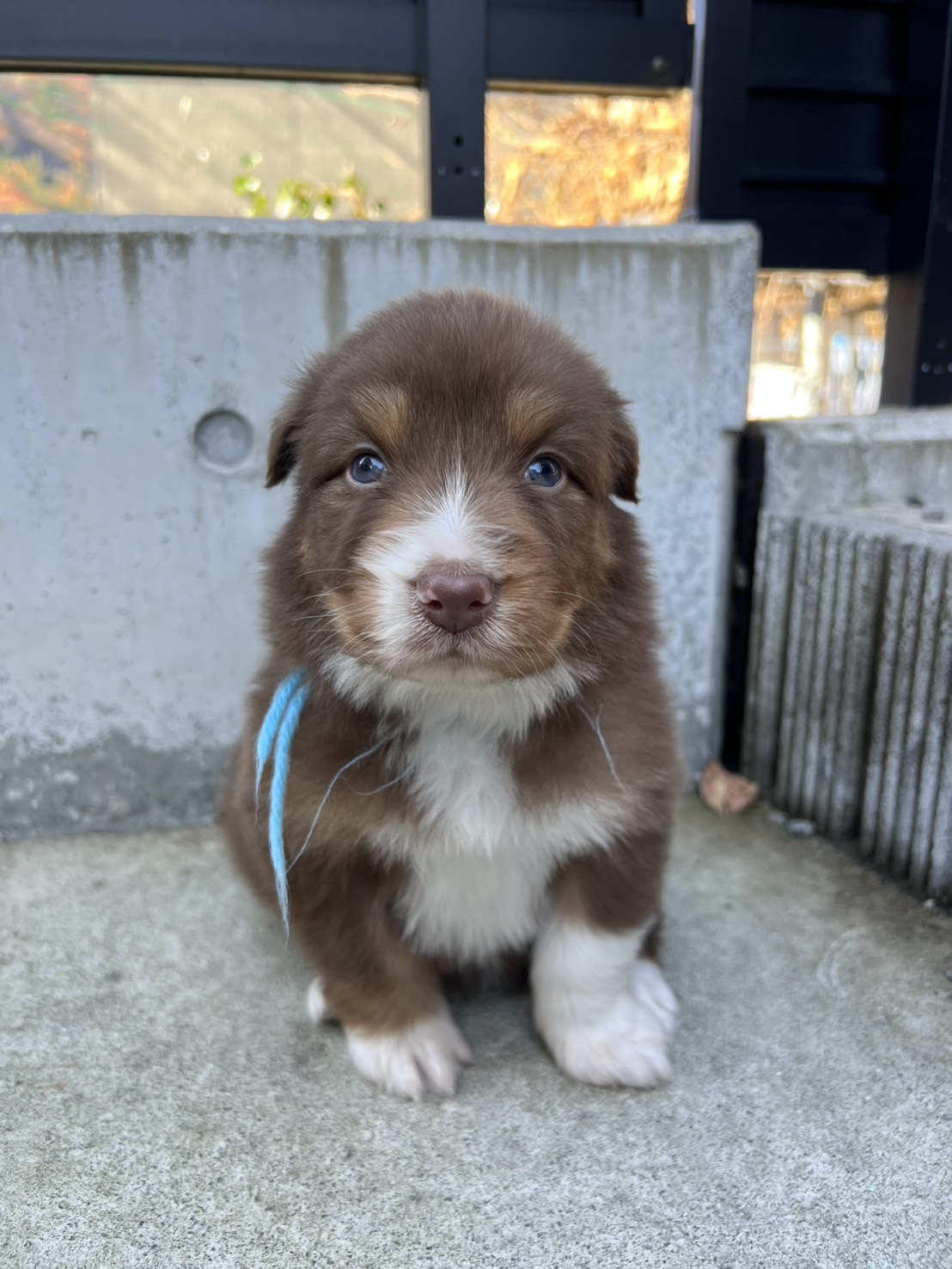 オーストラリアンシェパード レッドトライ 水色リボン オス