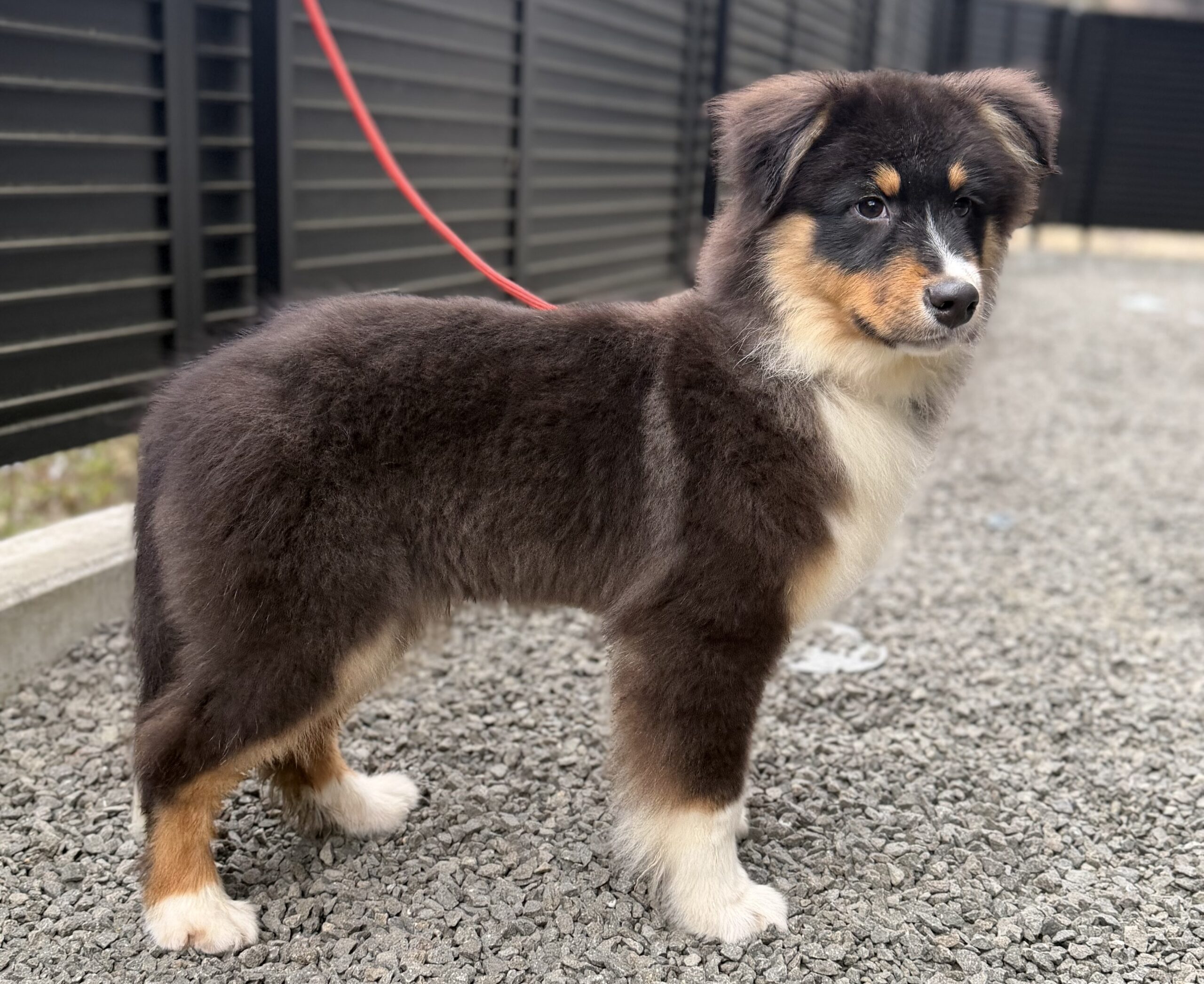 オーストラリアンシェパードブラックトライ オス 緑リボン