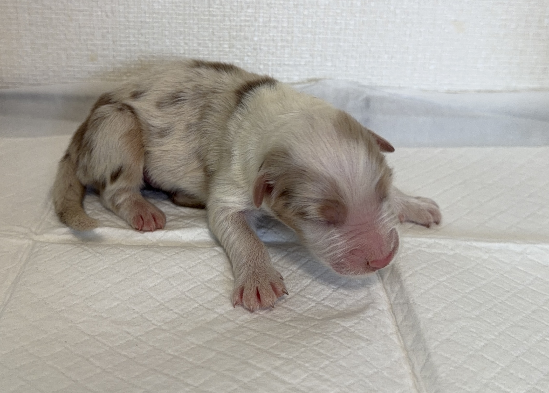 オーストラリアンシェパード　RM