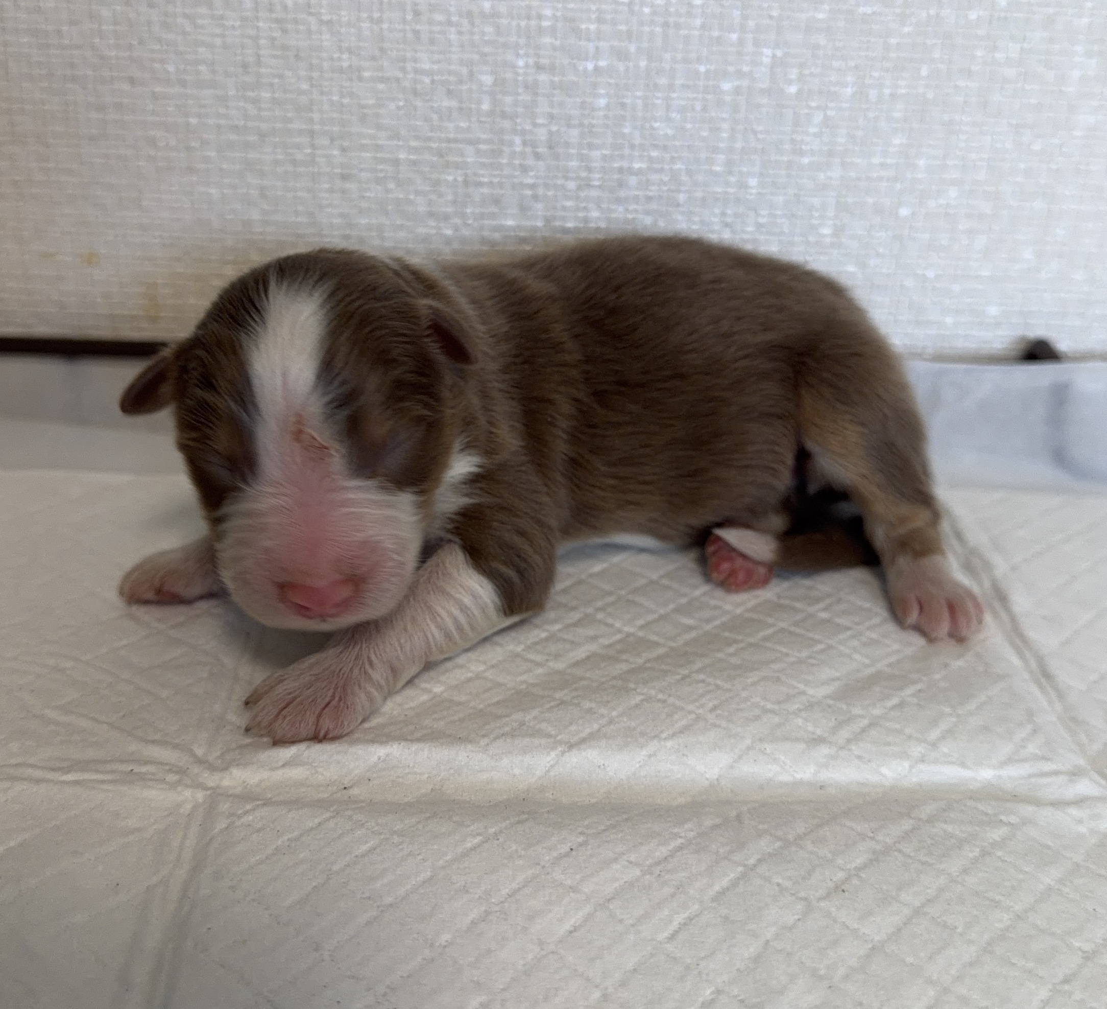 オーストラリアンシェパード　RD オス