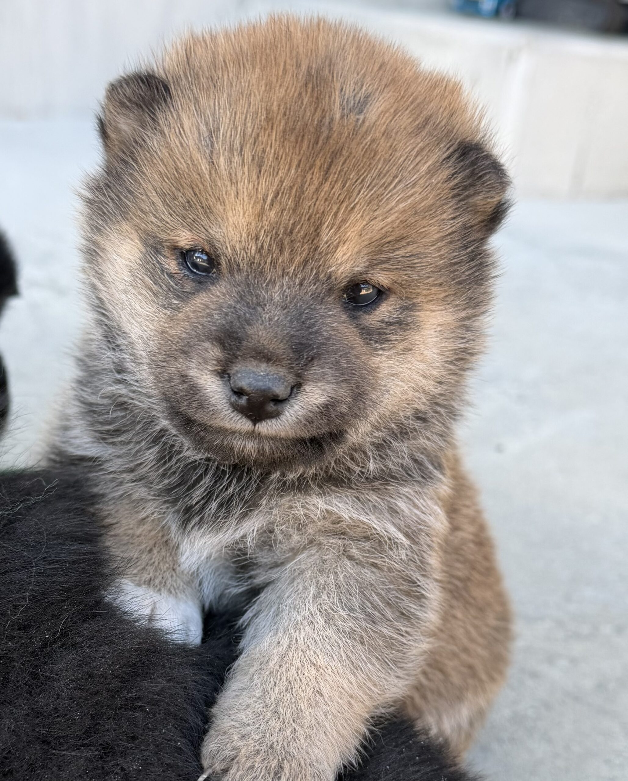 柴犬　赤　オス