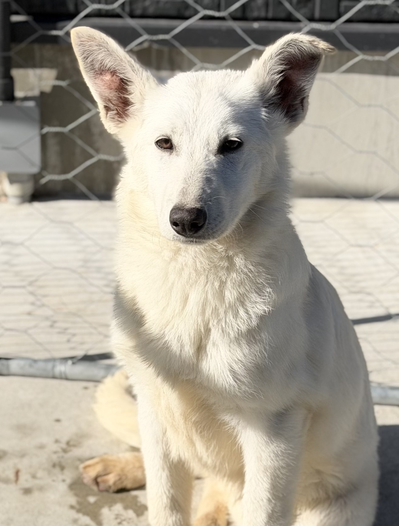 ホワイトシェパード 黄色リボン