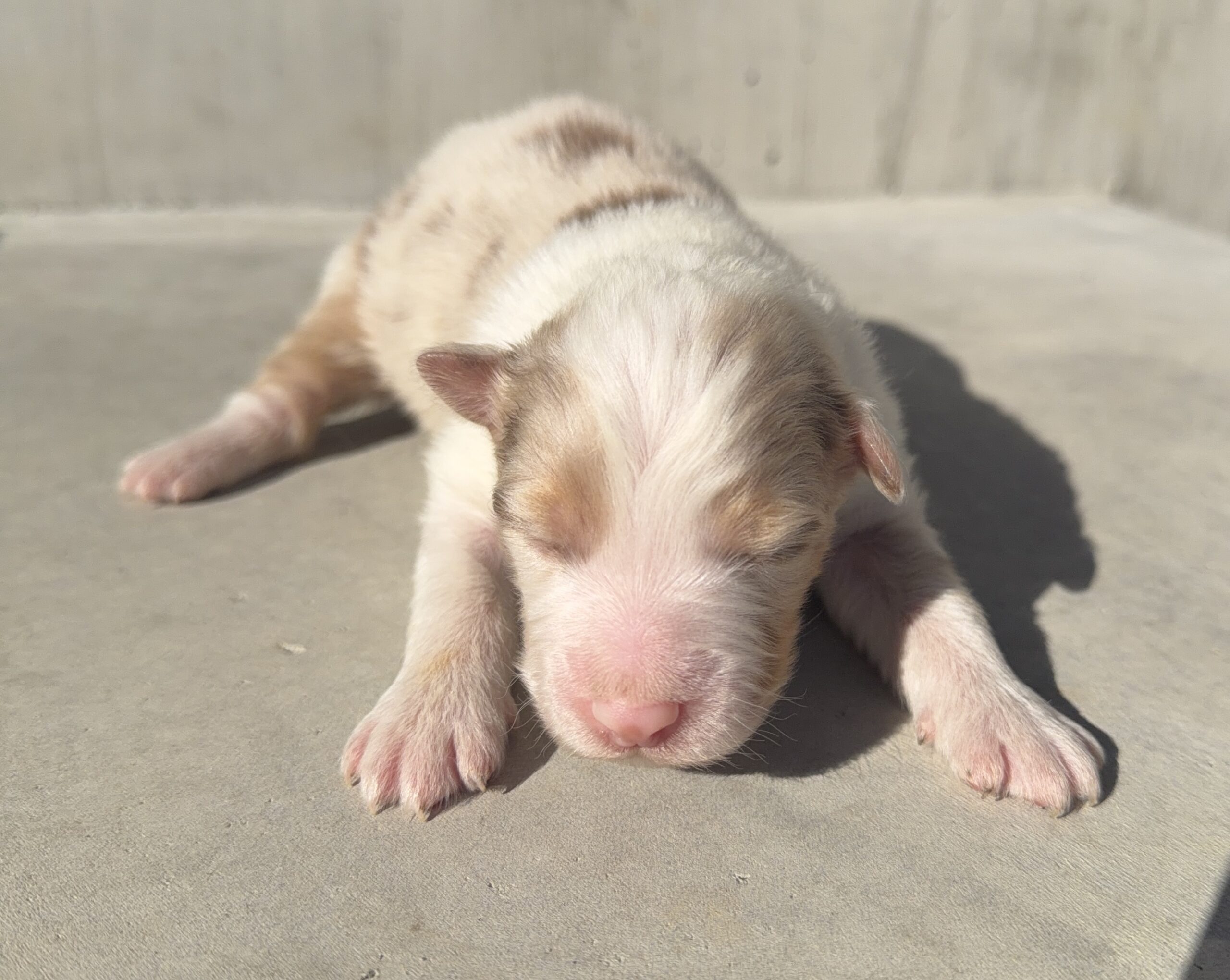 オーストラリアンシェパード　RM