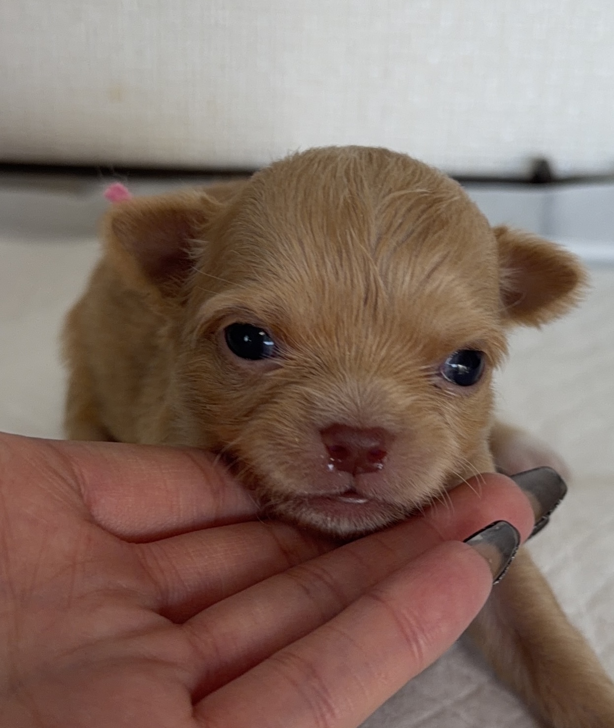 1/9日生まれ　レッド　♀