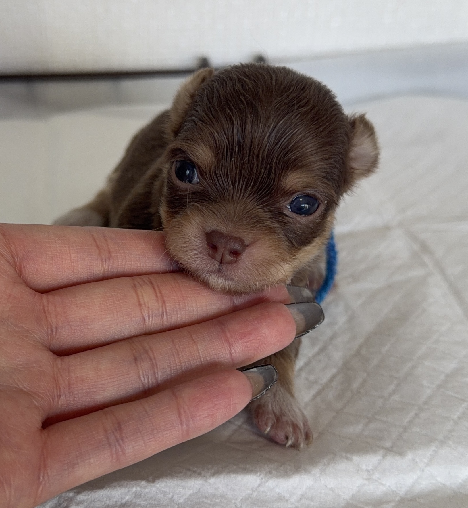 1/9 チョコタンホワイト　♂