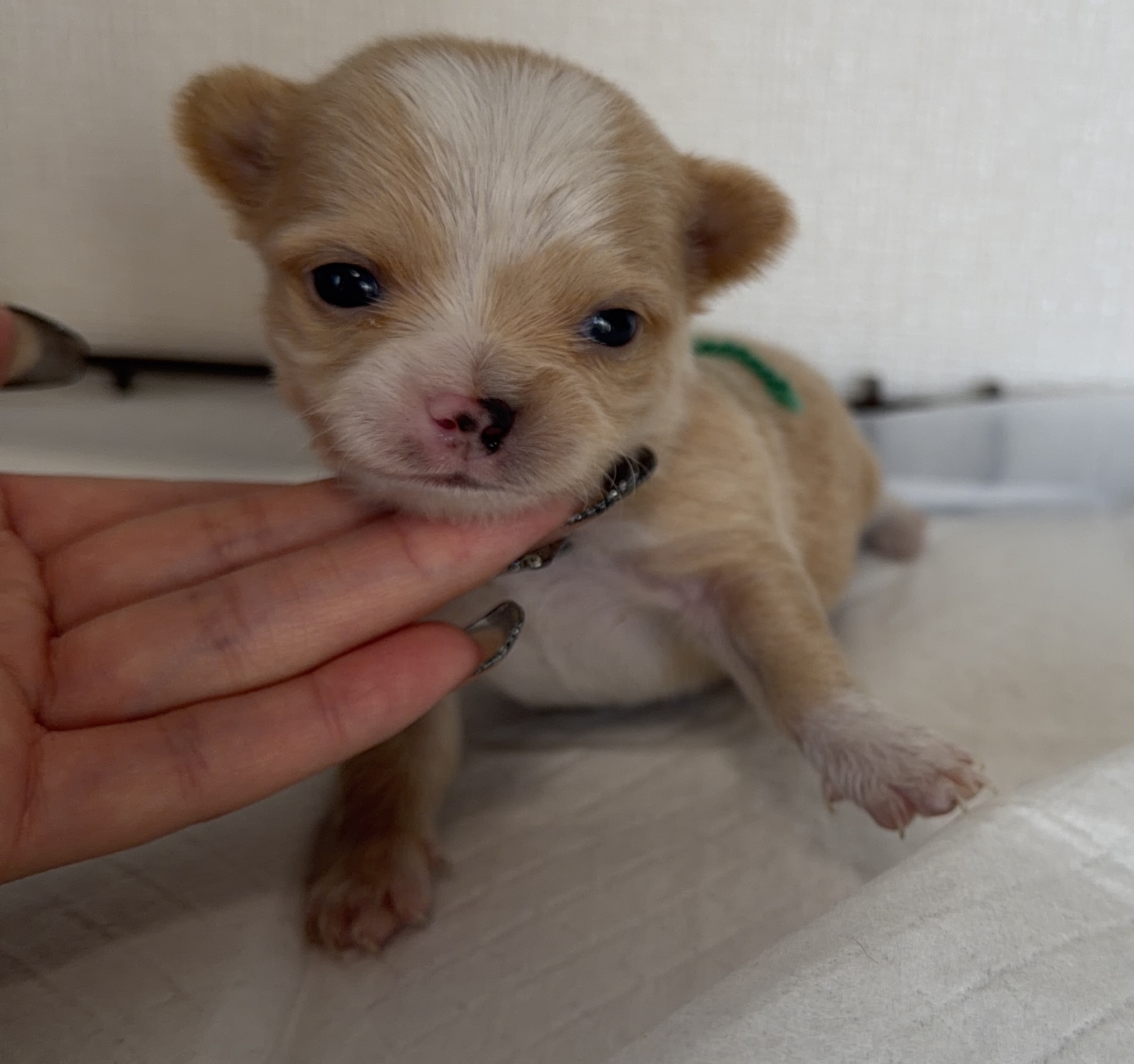 1/9日生まれ　レッド&ホワイト　♂