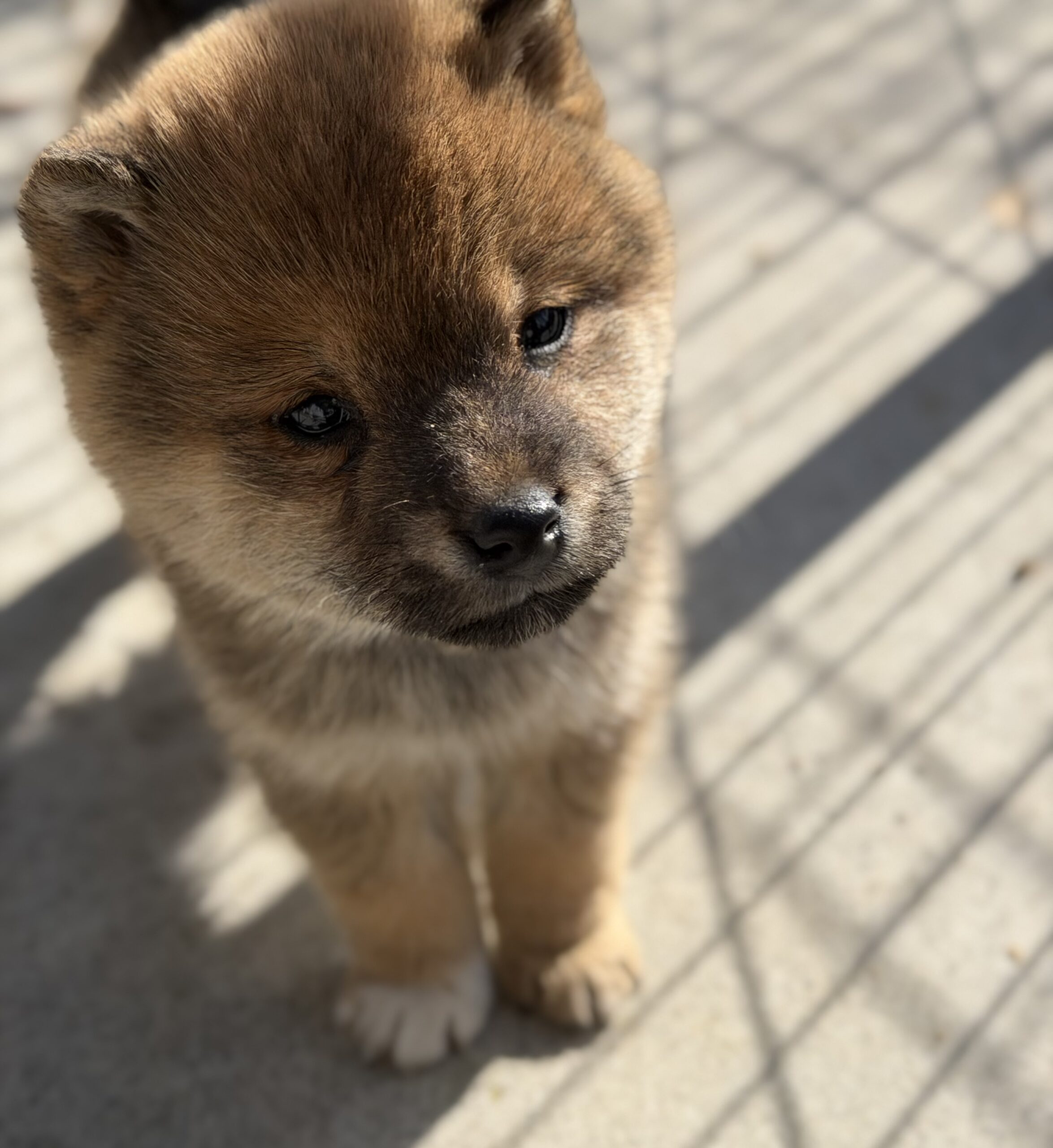 柴犬　赤　オス