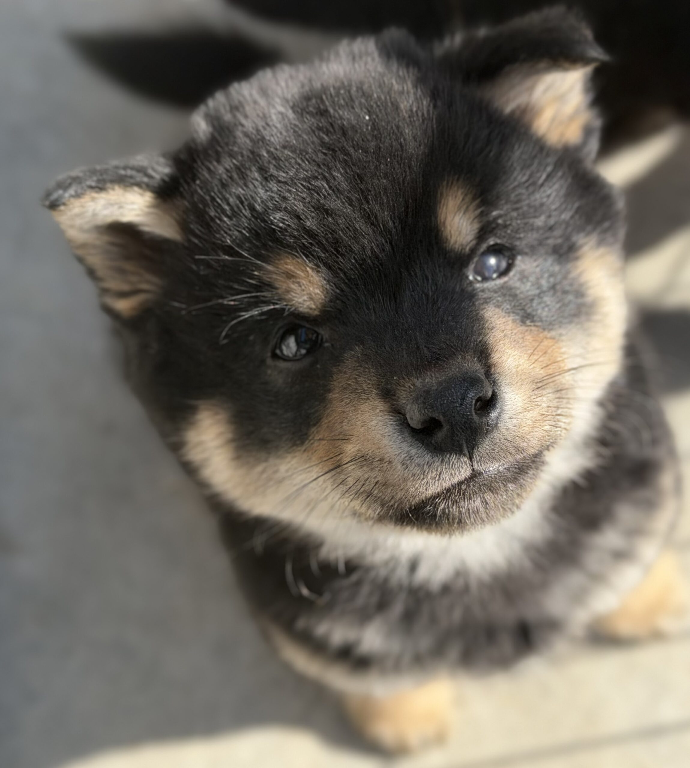 柴犬　オス　ターコイズリボン