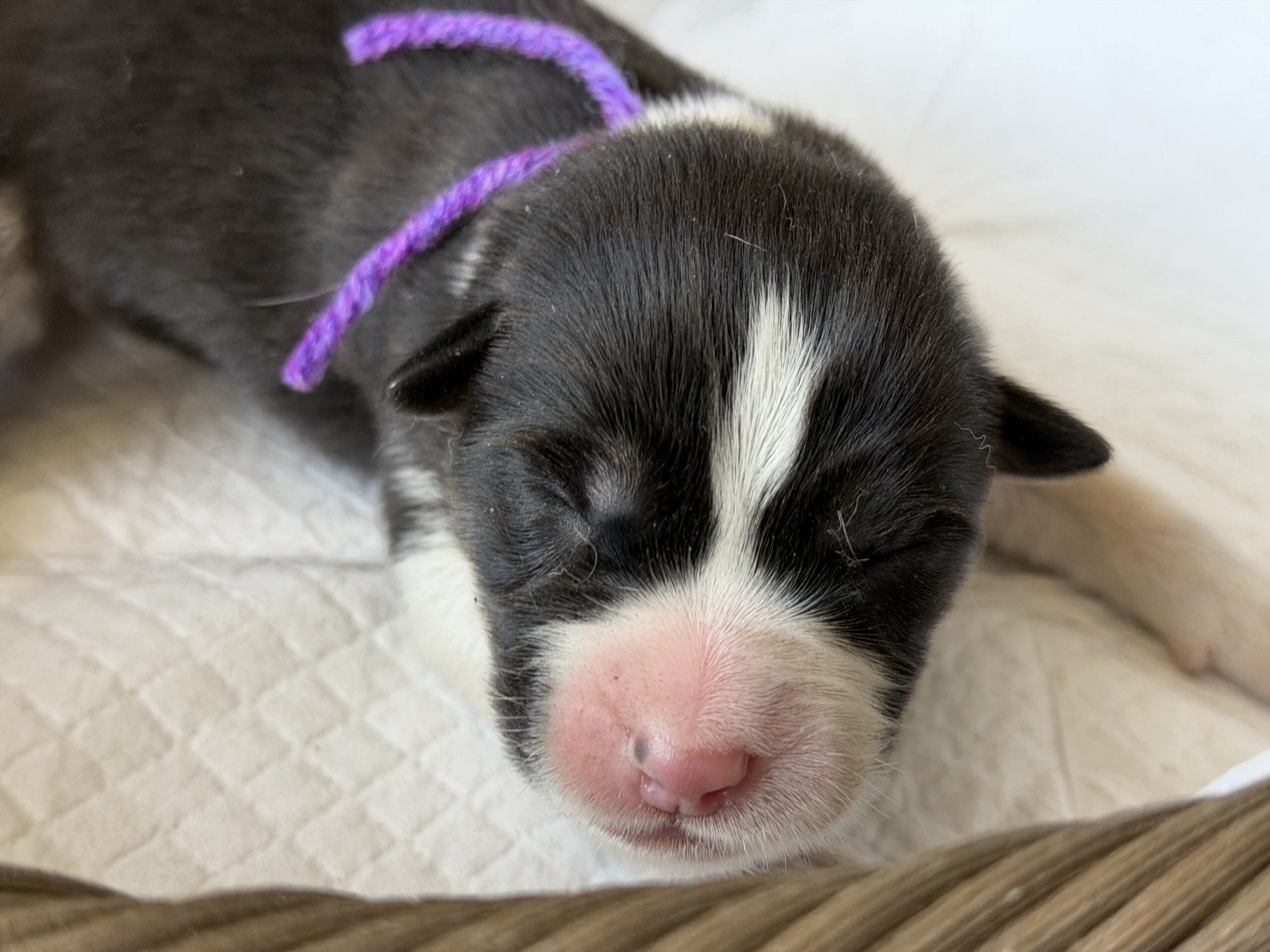 オゥスキー　ブラックタンホワイト　オス