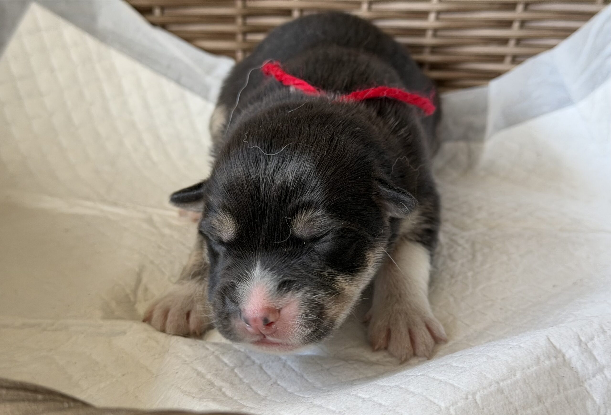 オゥスキー　ブラックタンホワイト　赤リボン