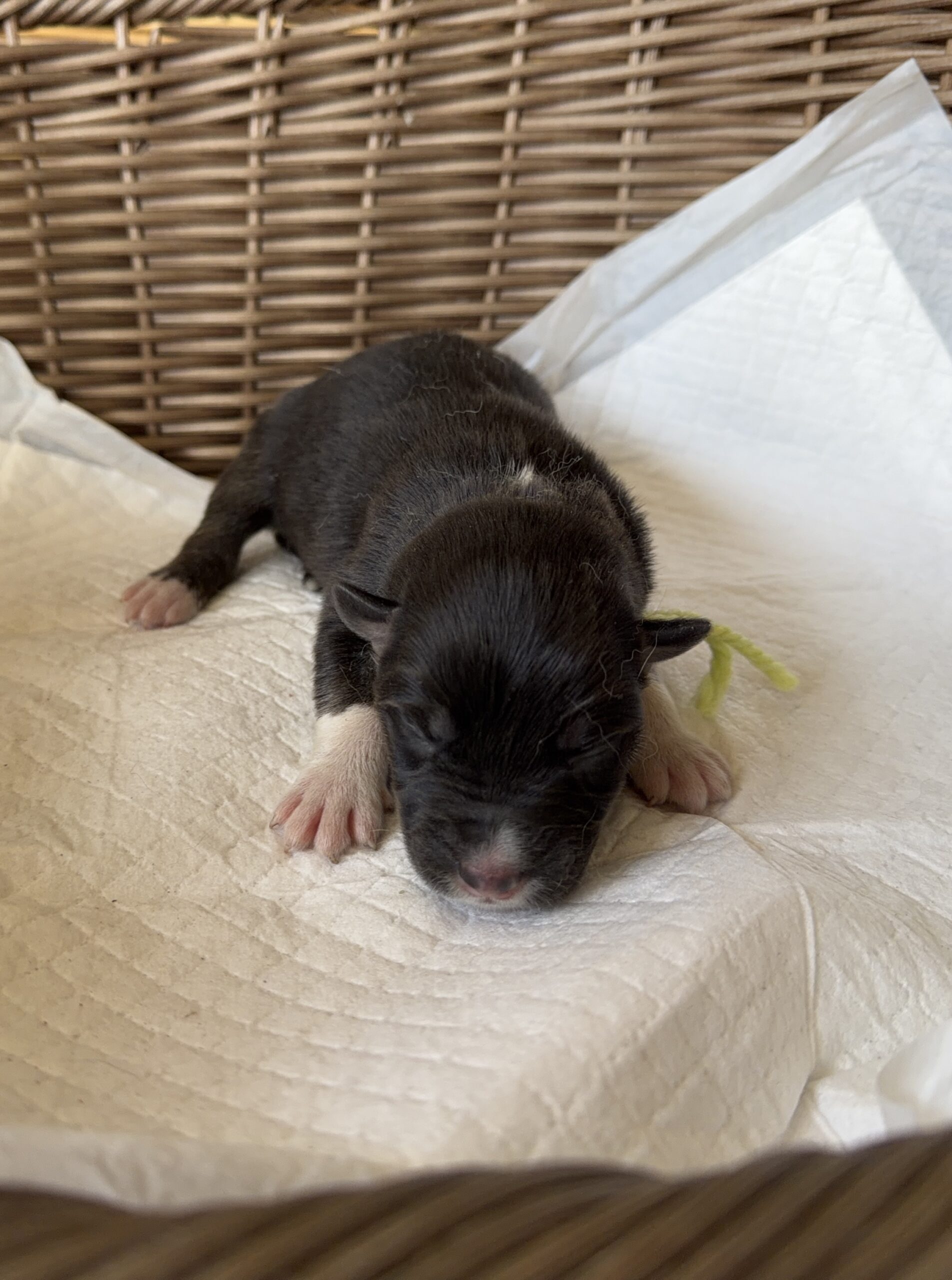 オゥスキー　ブラックタンホワイト　黄緑リボン