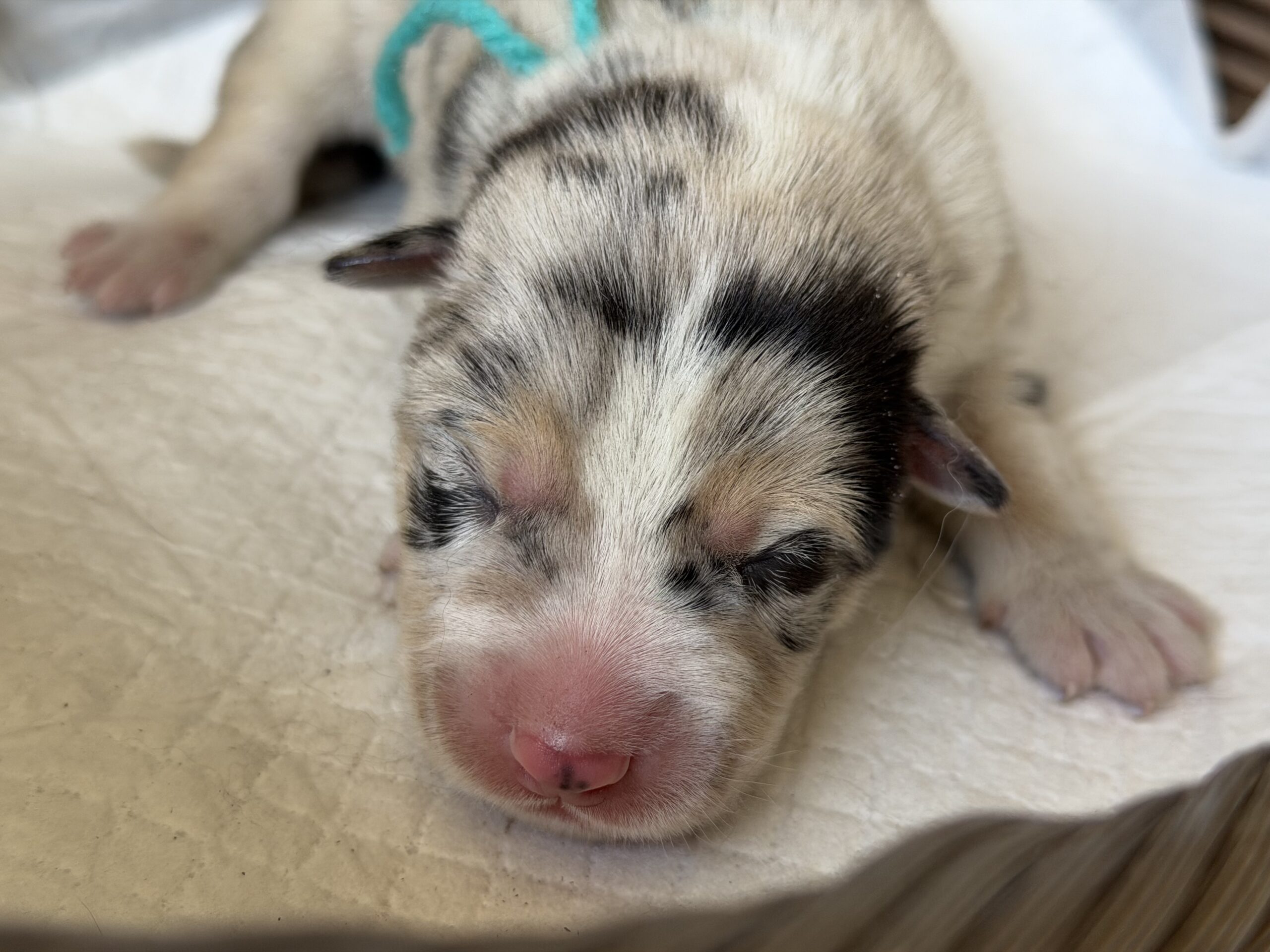 オゥスキー　ブルーマール　ターコイズリボン