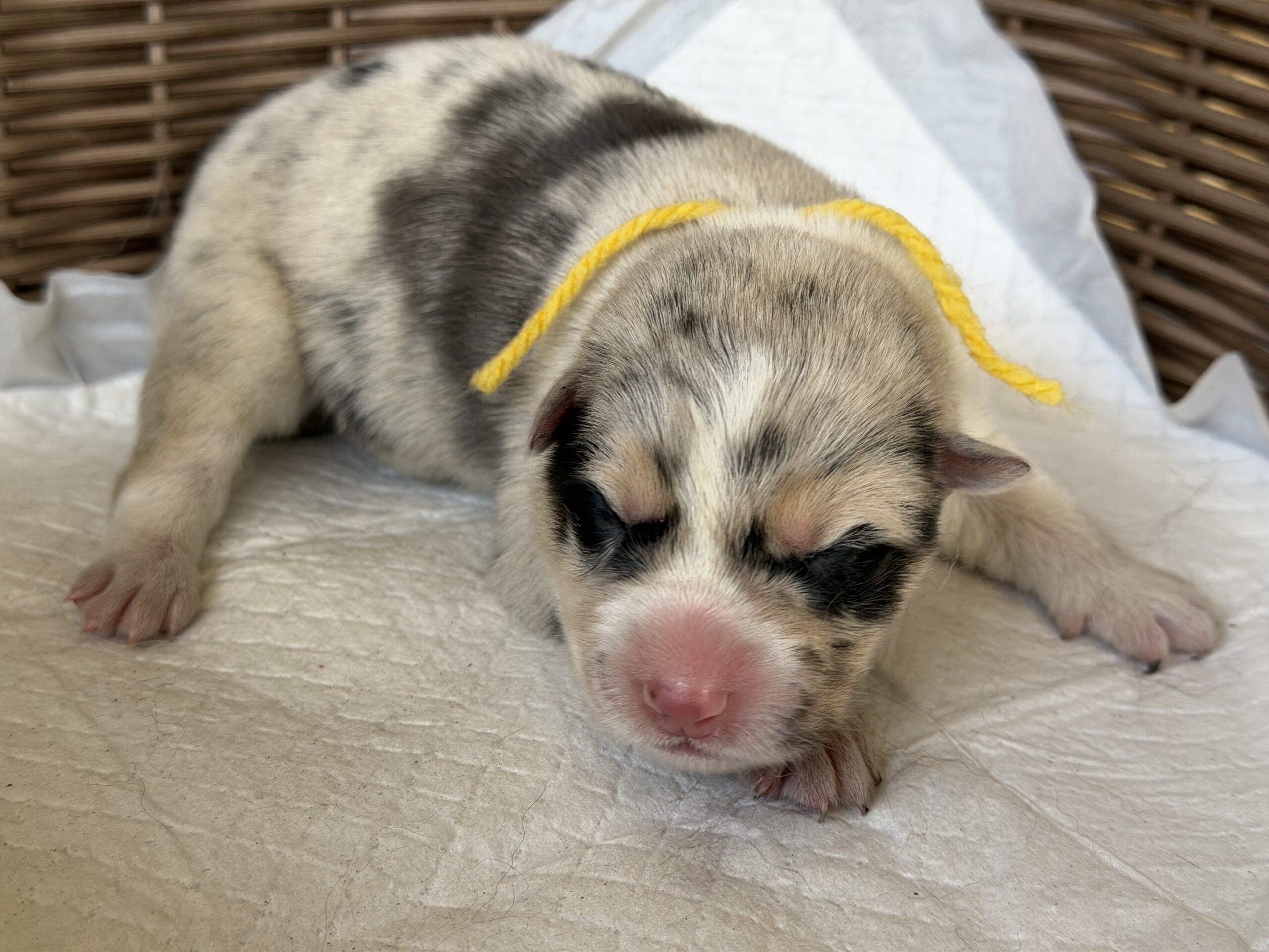 オゥスキー　ブルーマール　黄色リボン
