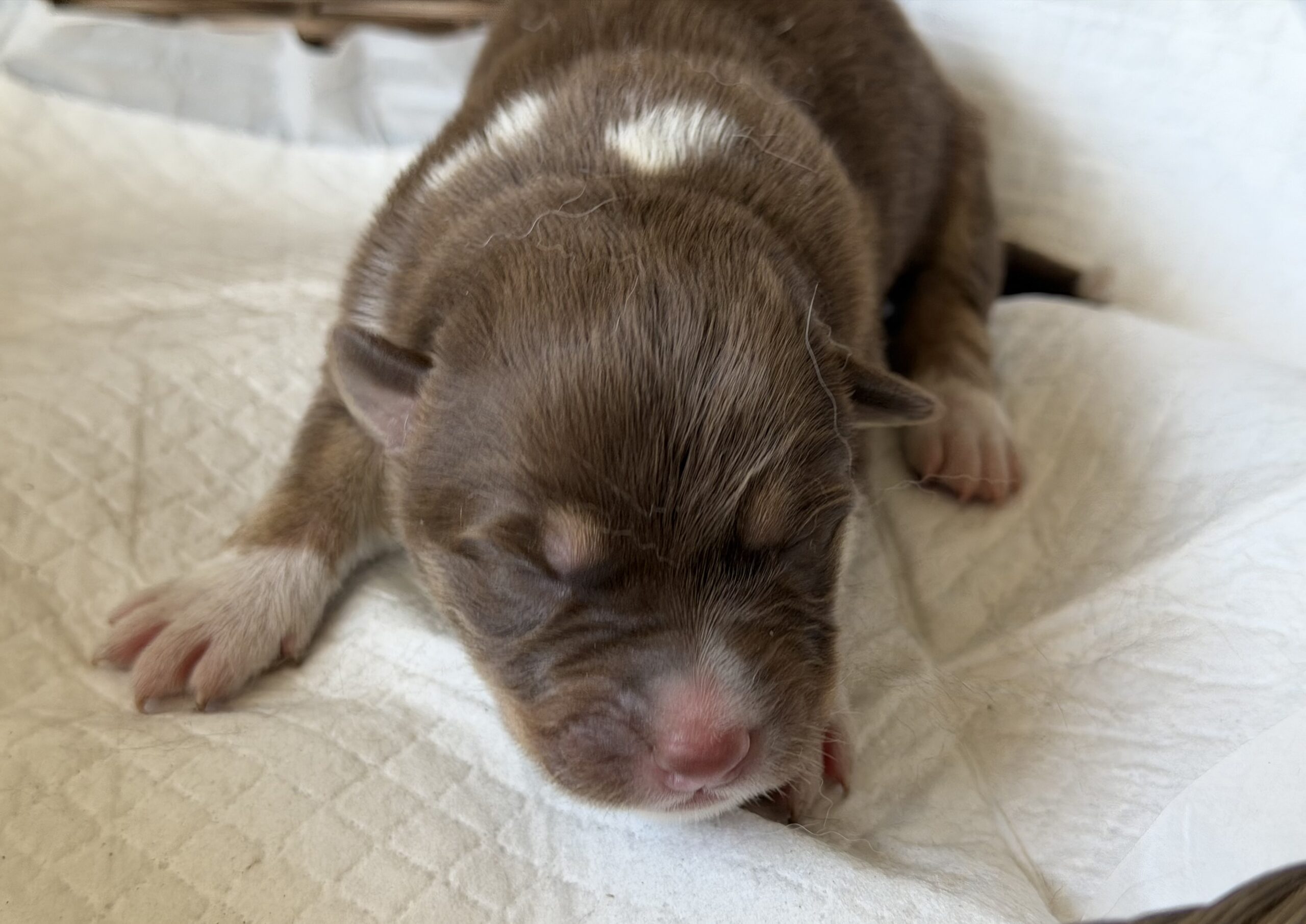 オゥスキー　チョコタンホワイト