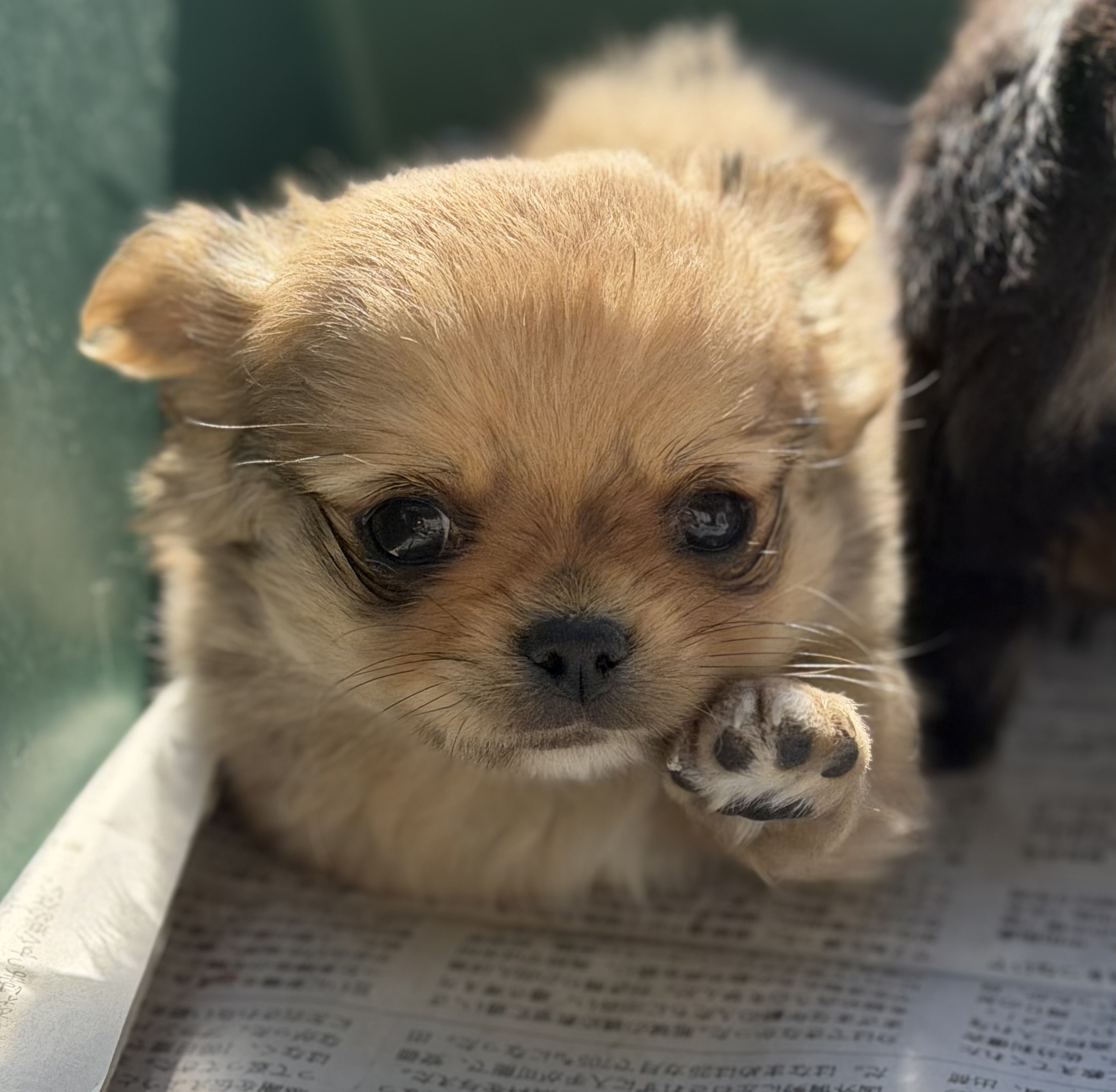 ロングコートチワワ　レッド(カラー変更あり)