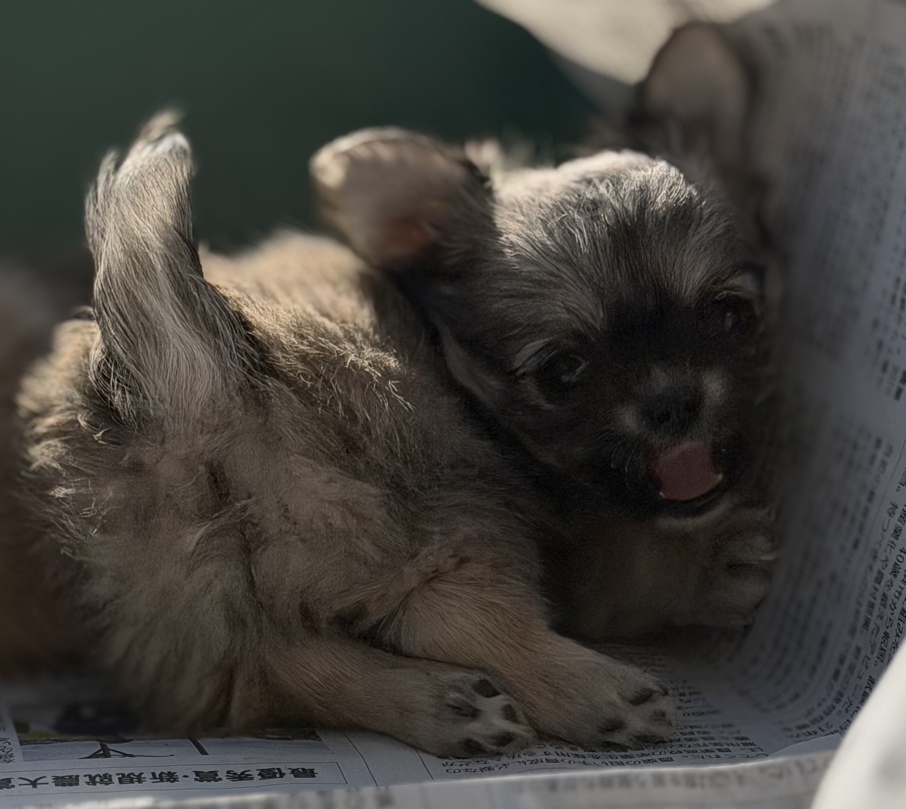 ロングコートチワワ　フォーン(カラー変更あり)