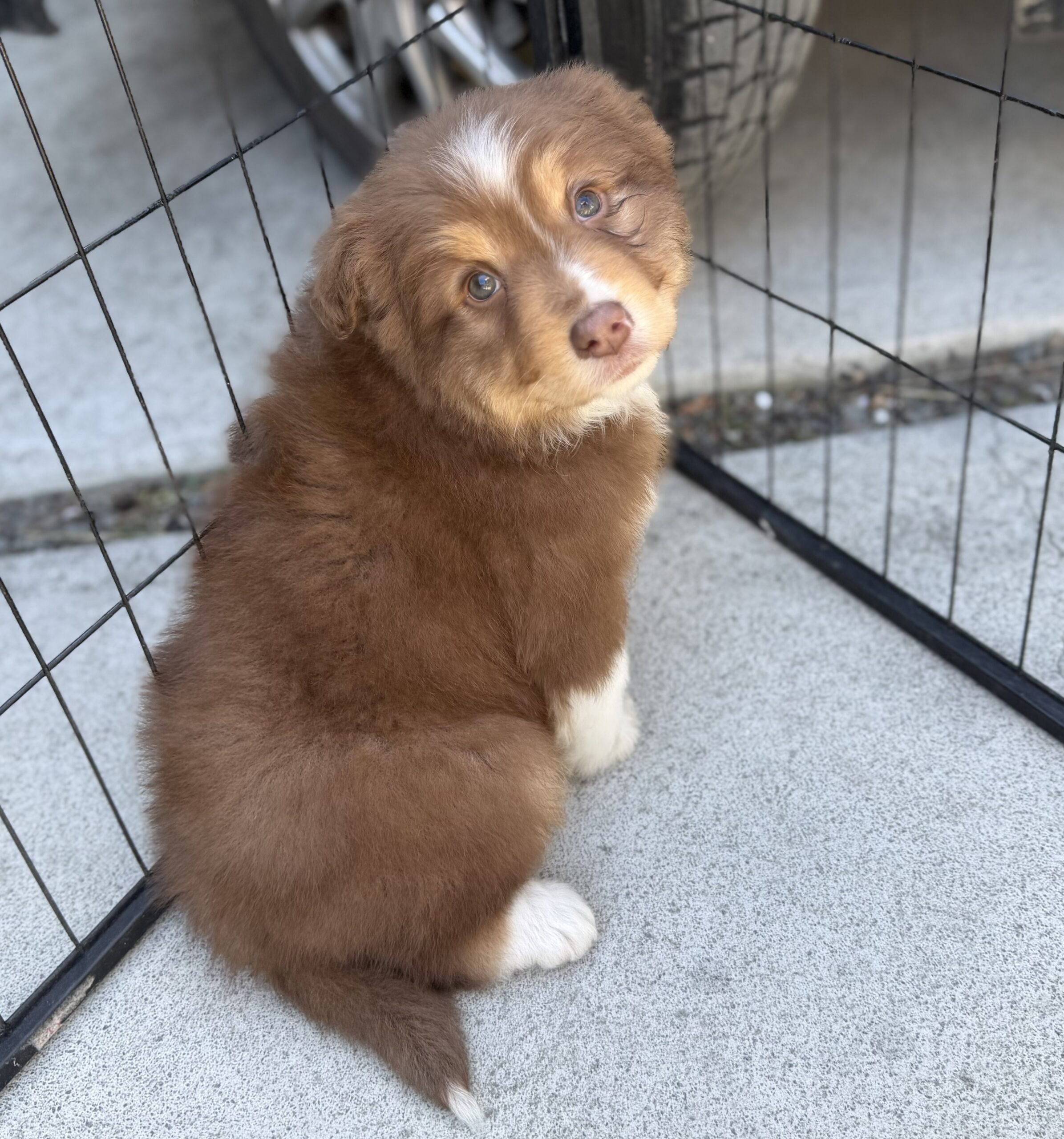 オーストラリアンシェパード　RD メス