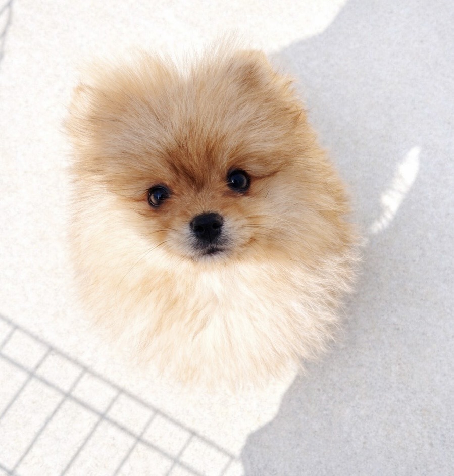 ポメラニアン　オレンジ