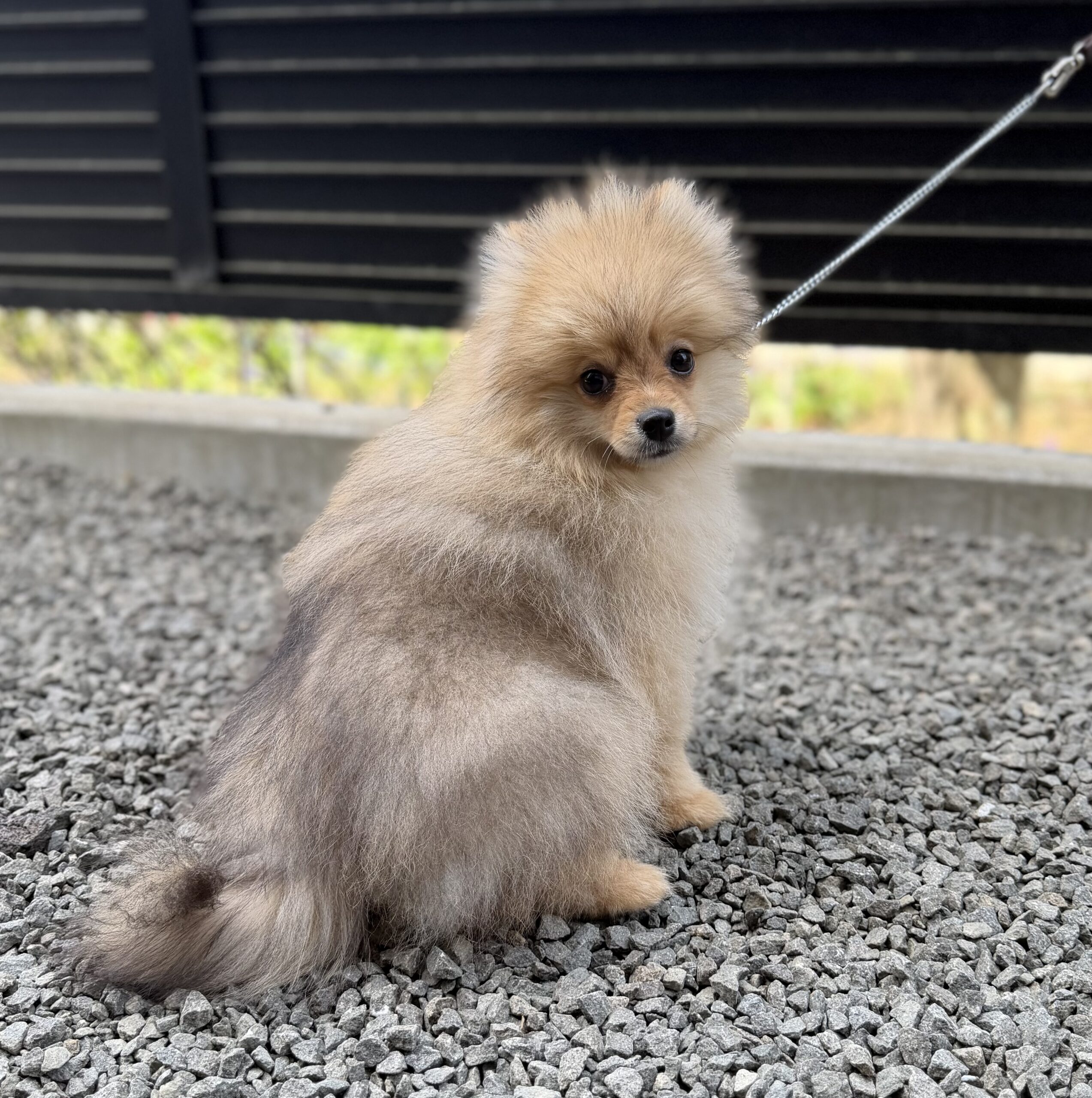 ポメラニアン　オレンジ