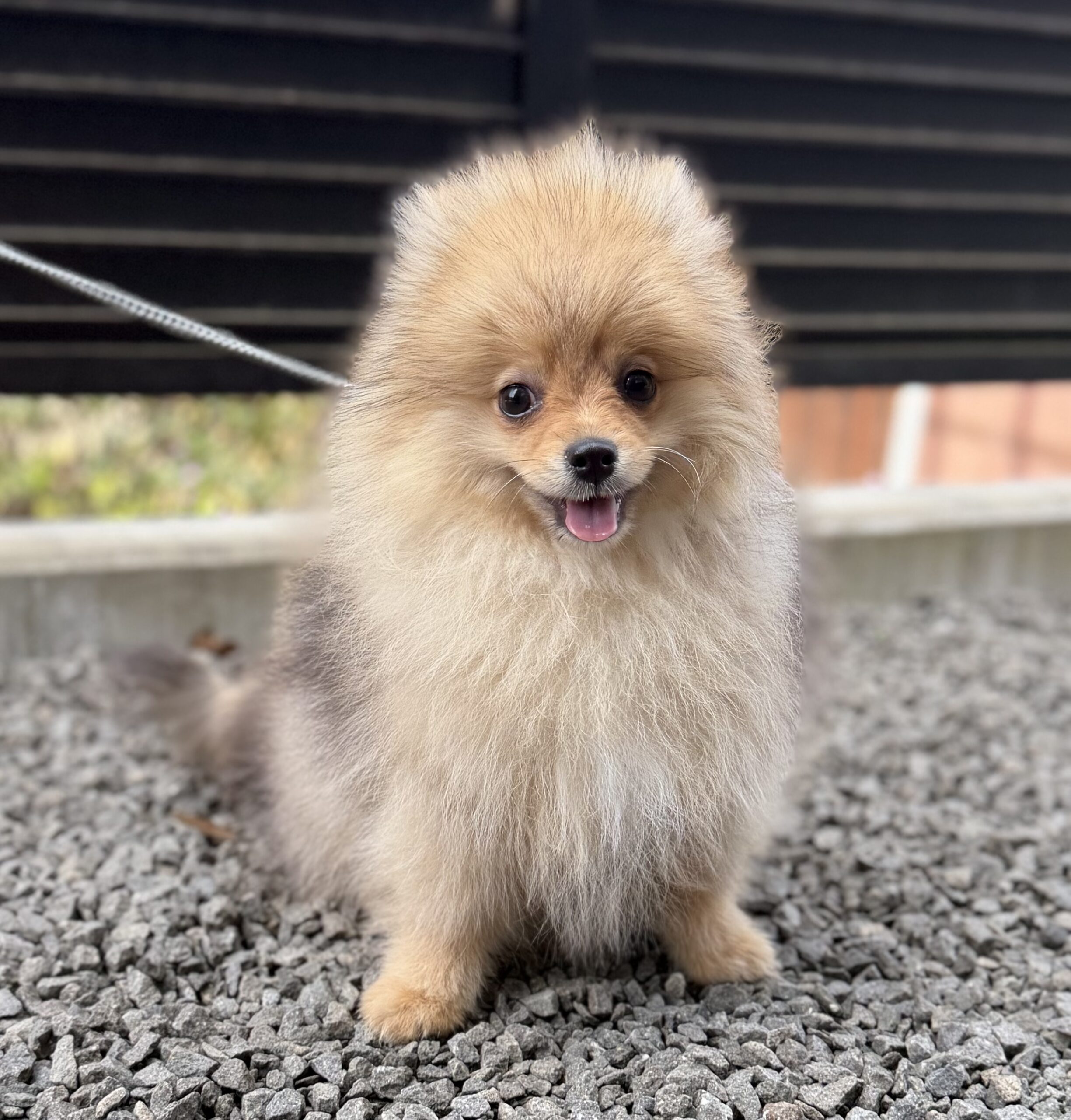 写真5