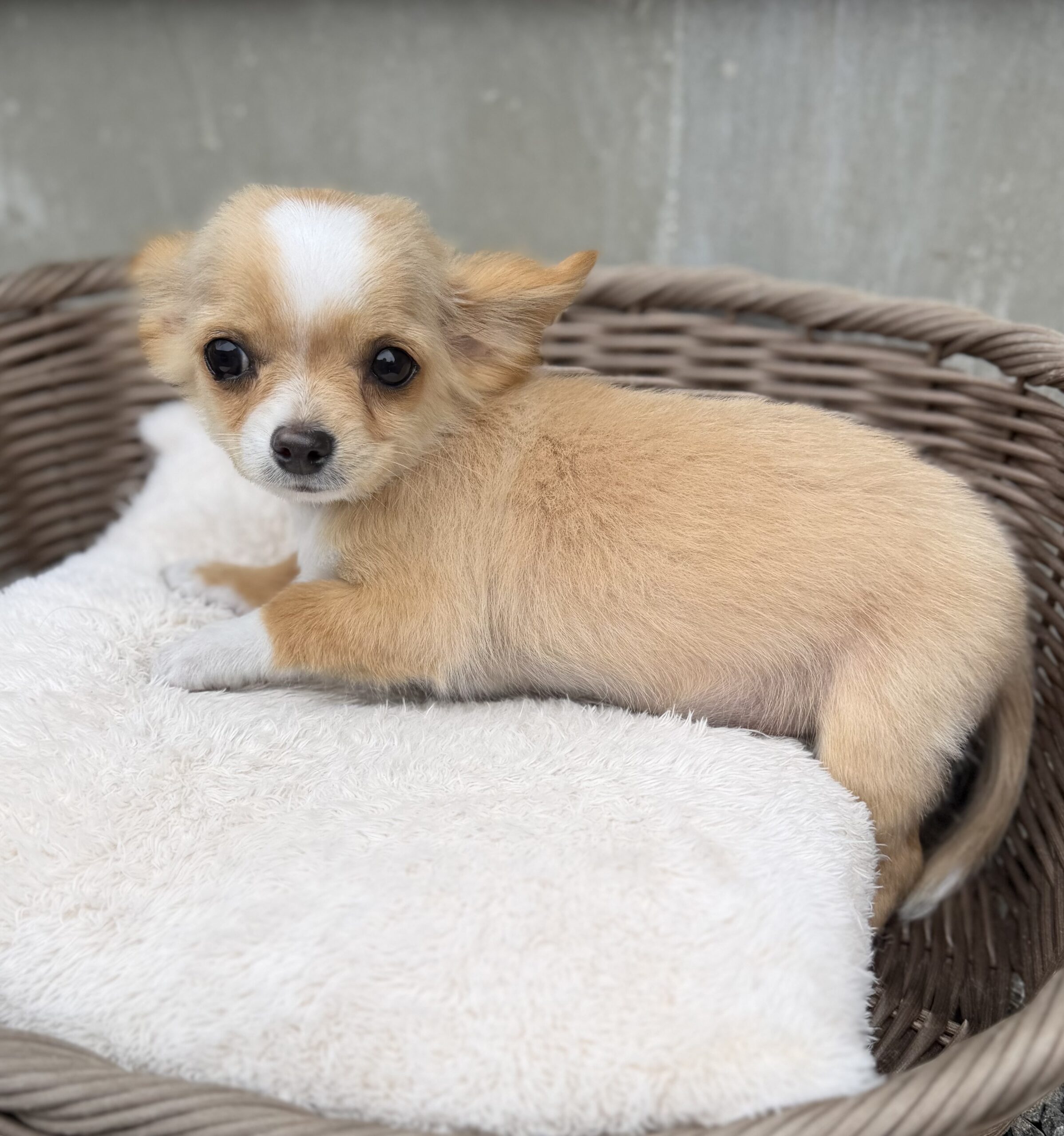 1/9日生まれ　レッド&ホワイト　♂