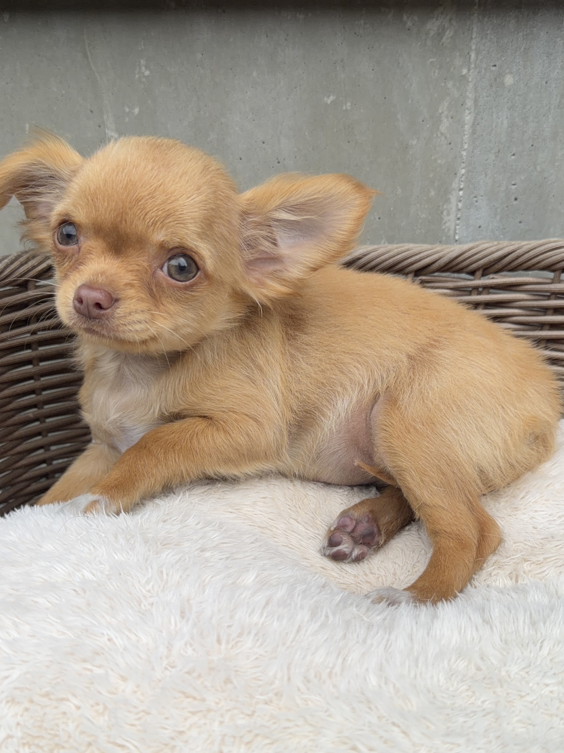 1/9日生まれ　レッド　♀