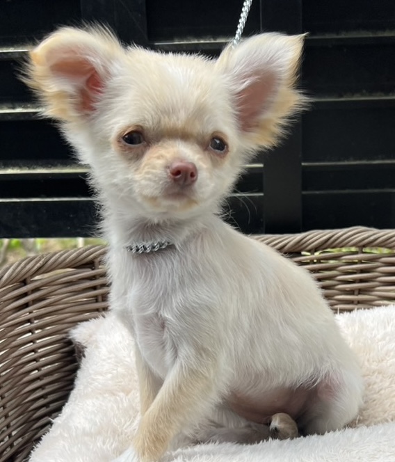 ロングコートチワワ　クリーム　メス