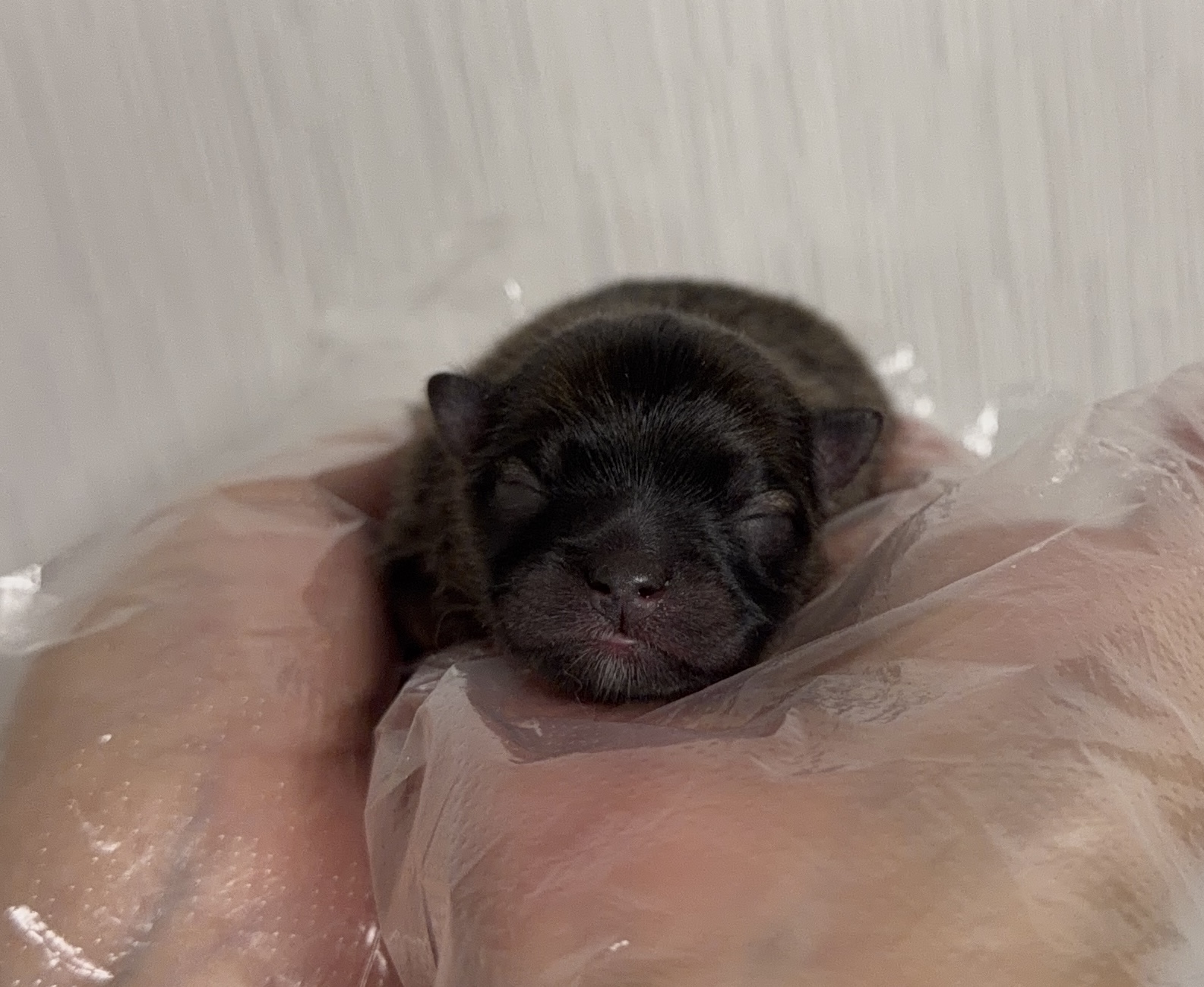 ポメラニアン　オレンジセーブル　メス