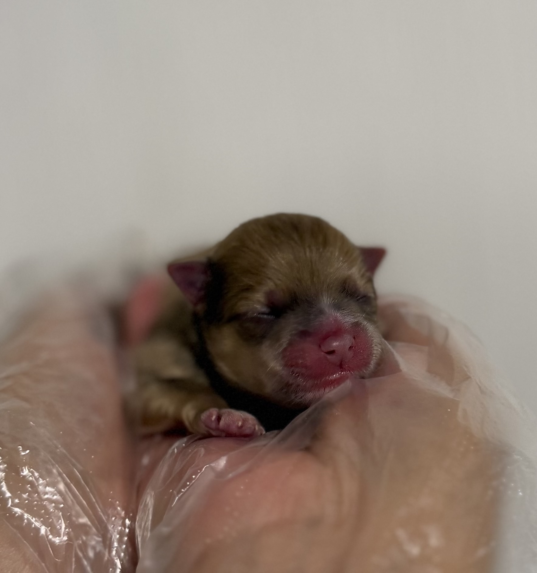 ポメラニアン　オレンジ