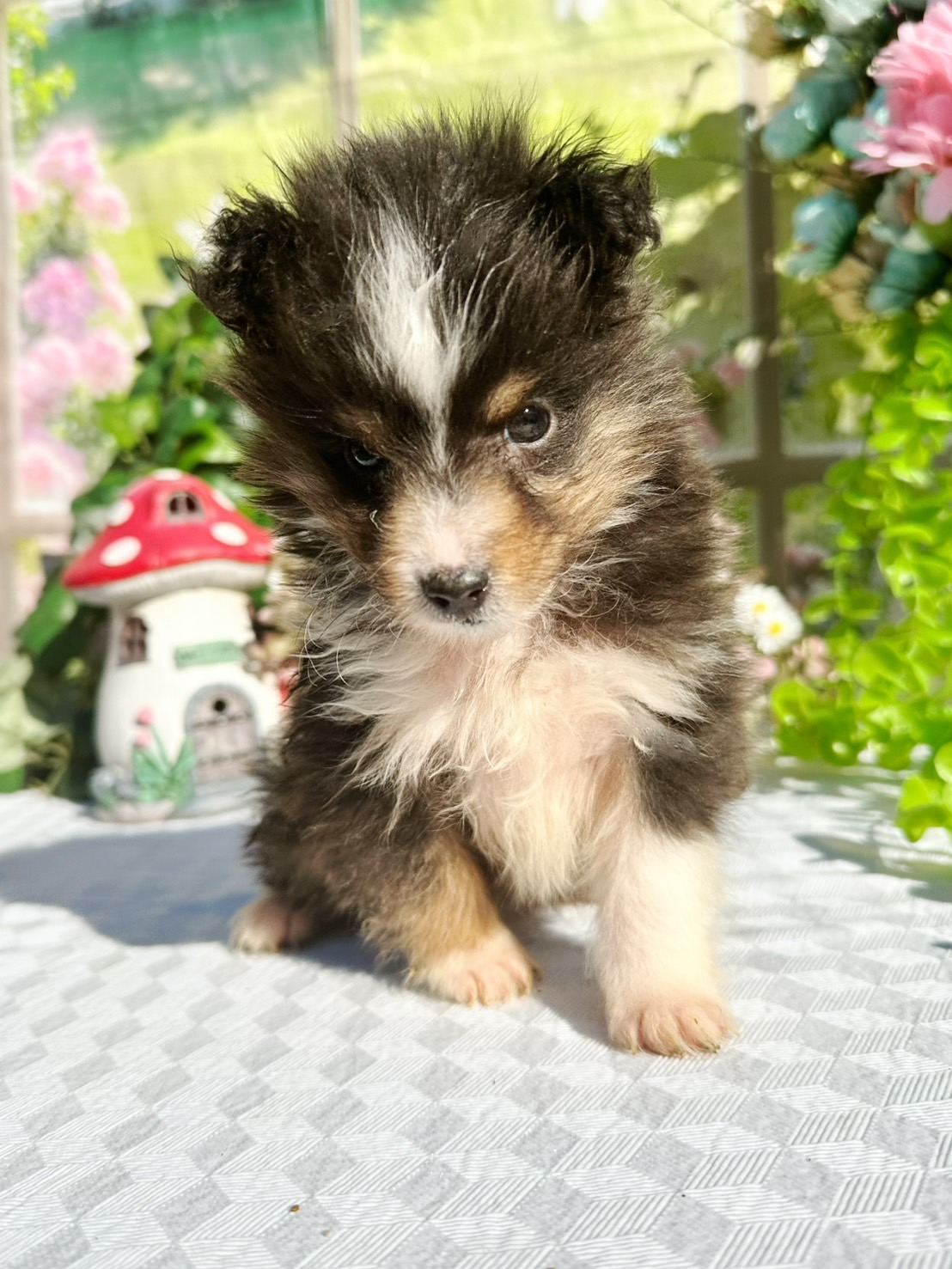 シェルティ　トライ