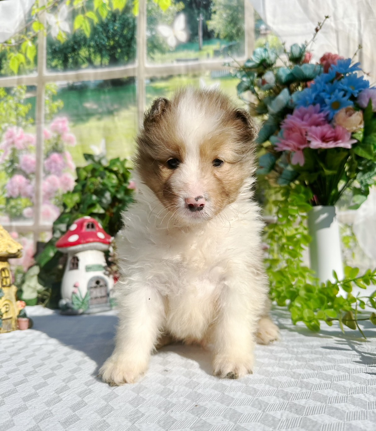 シェルティ　オレンジセーブル