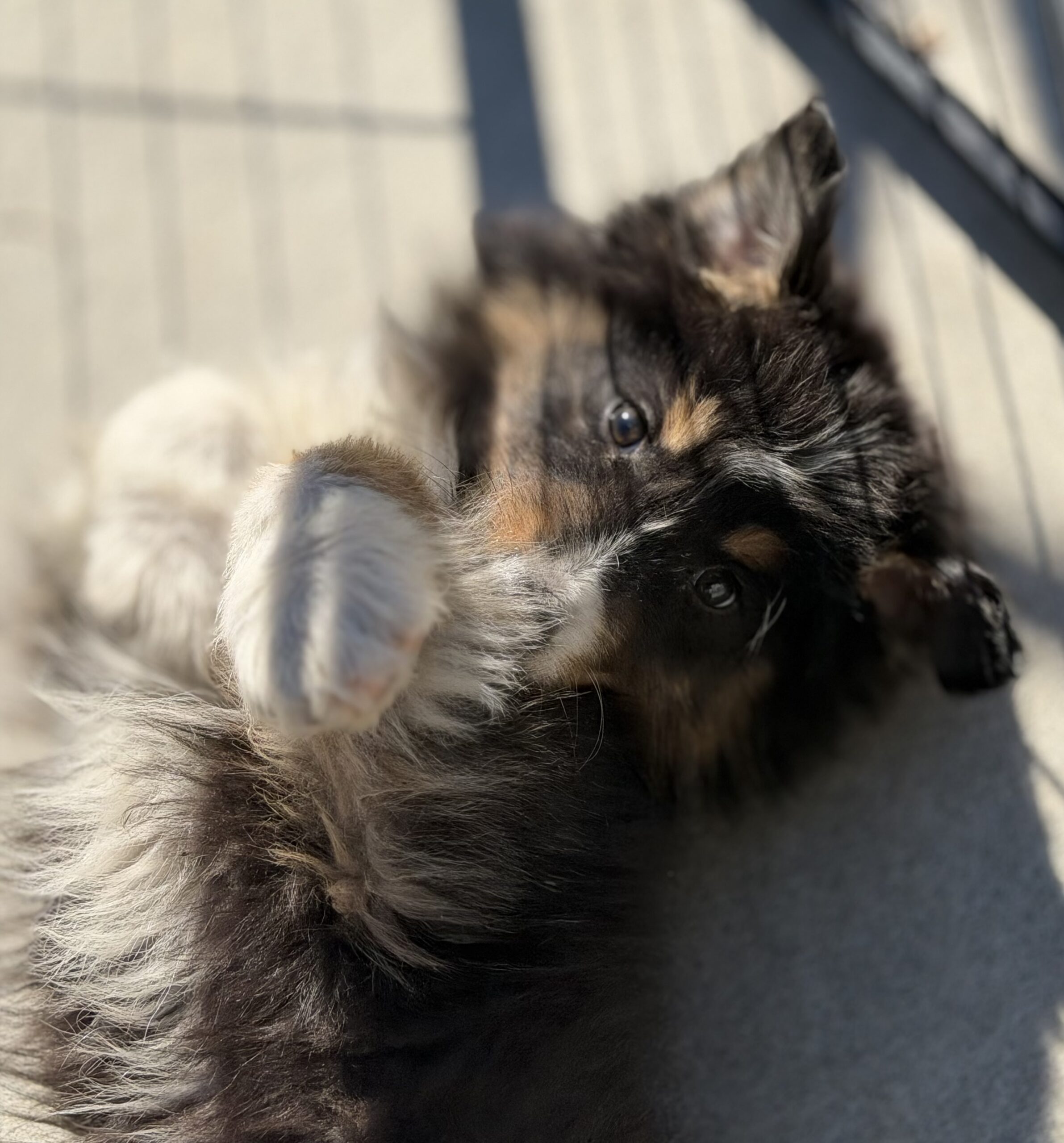 オーストラリアンシェパードブラックトライ オス 緑リボン