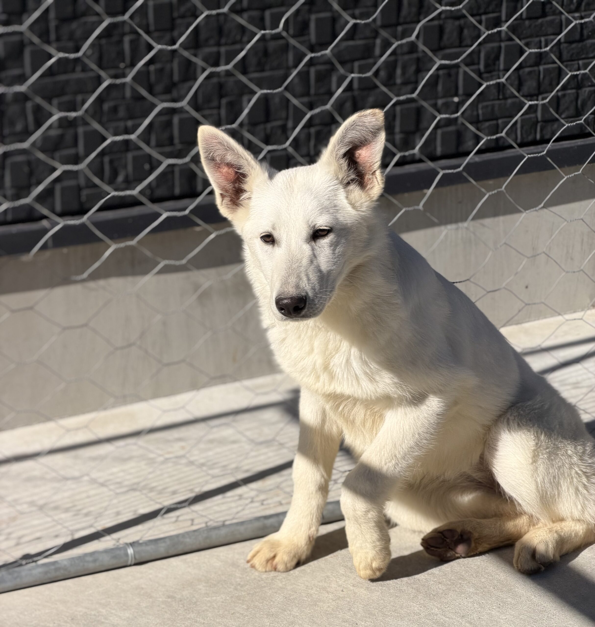 ホワイトシェパード 黄色リボン