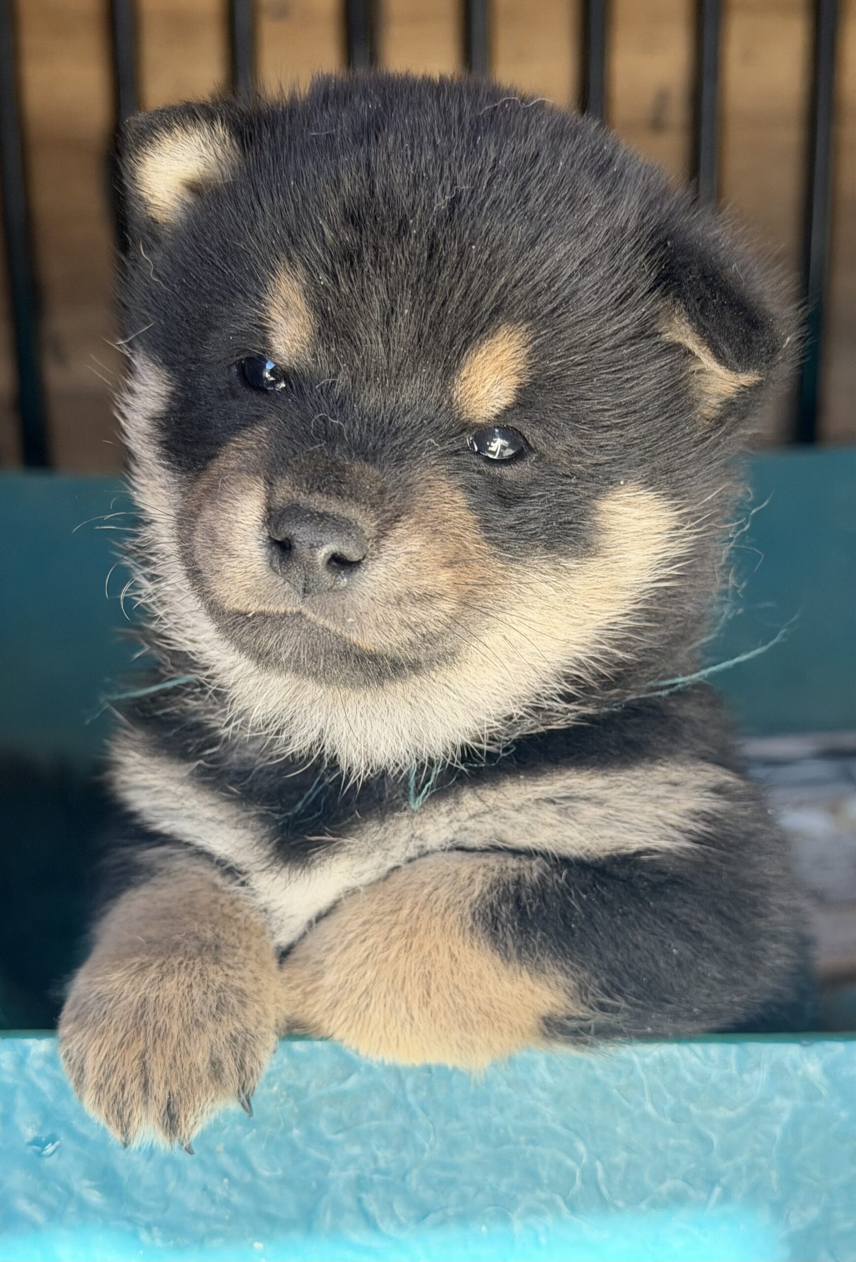柴犬　オス　ターコイズリボン