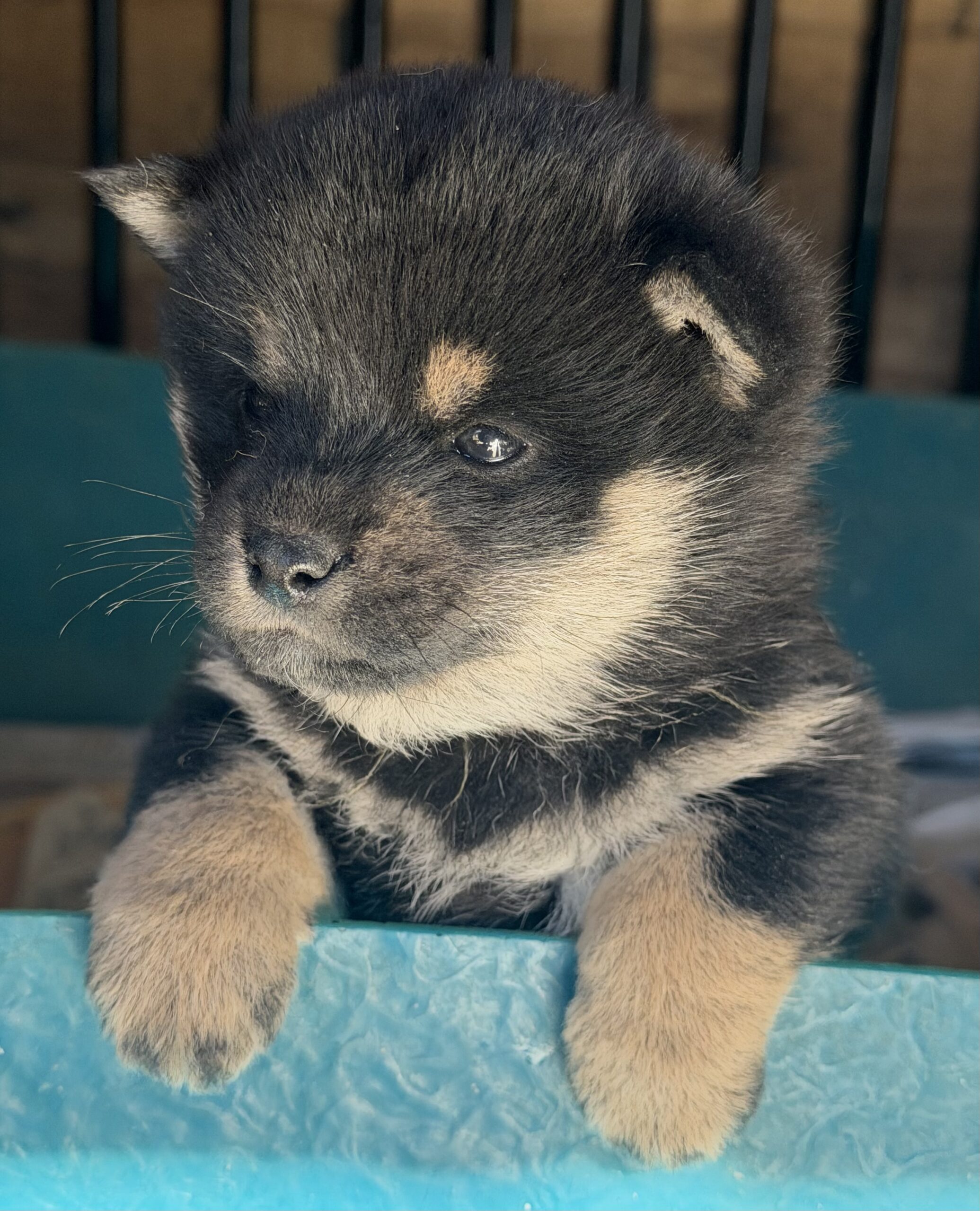 柴犬　黒　メス　黄色リボン