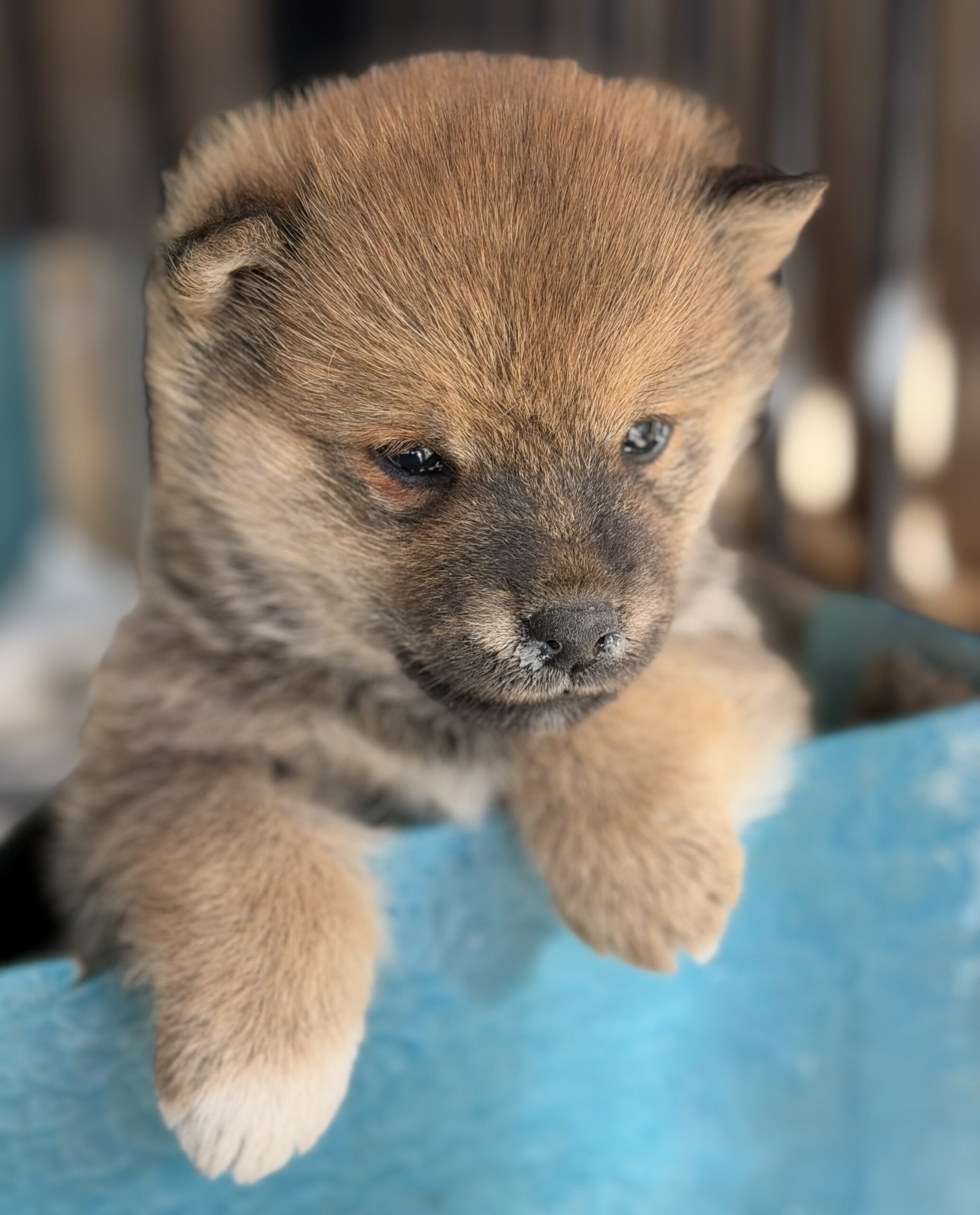 柴犬　赤　オス