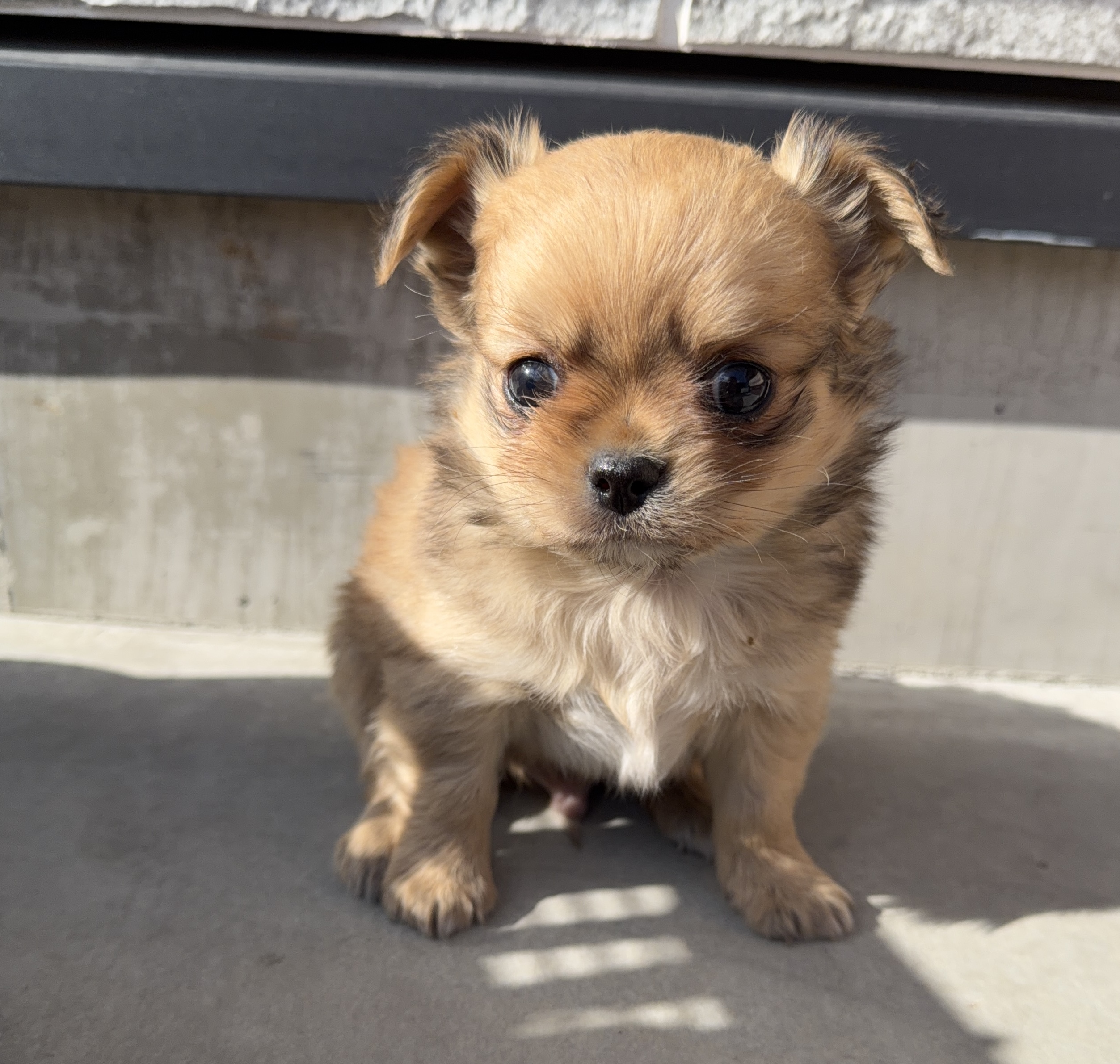 ロングコートチワワ　レッド(カラー変更あり)