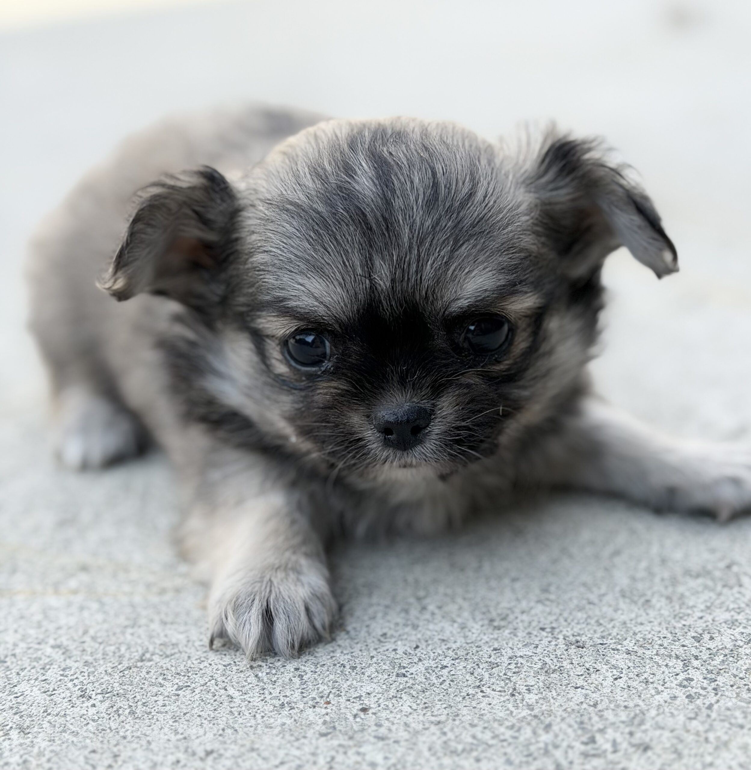 ロングコートチワワ　フォーン(カラー変更あり)