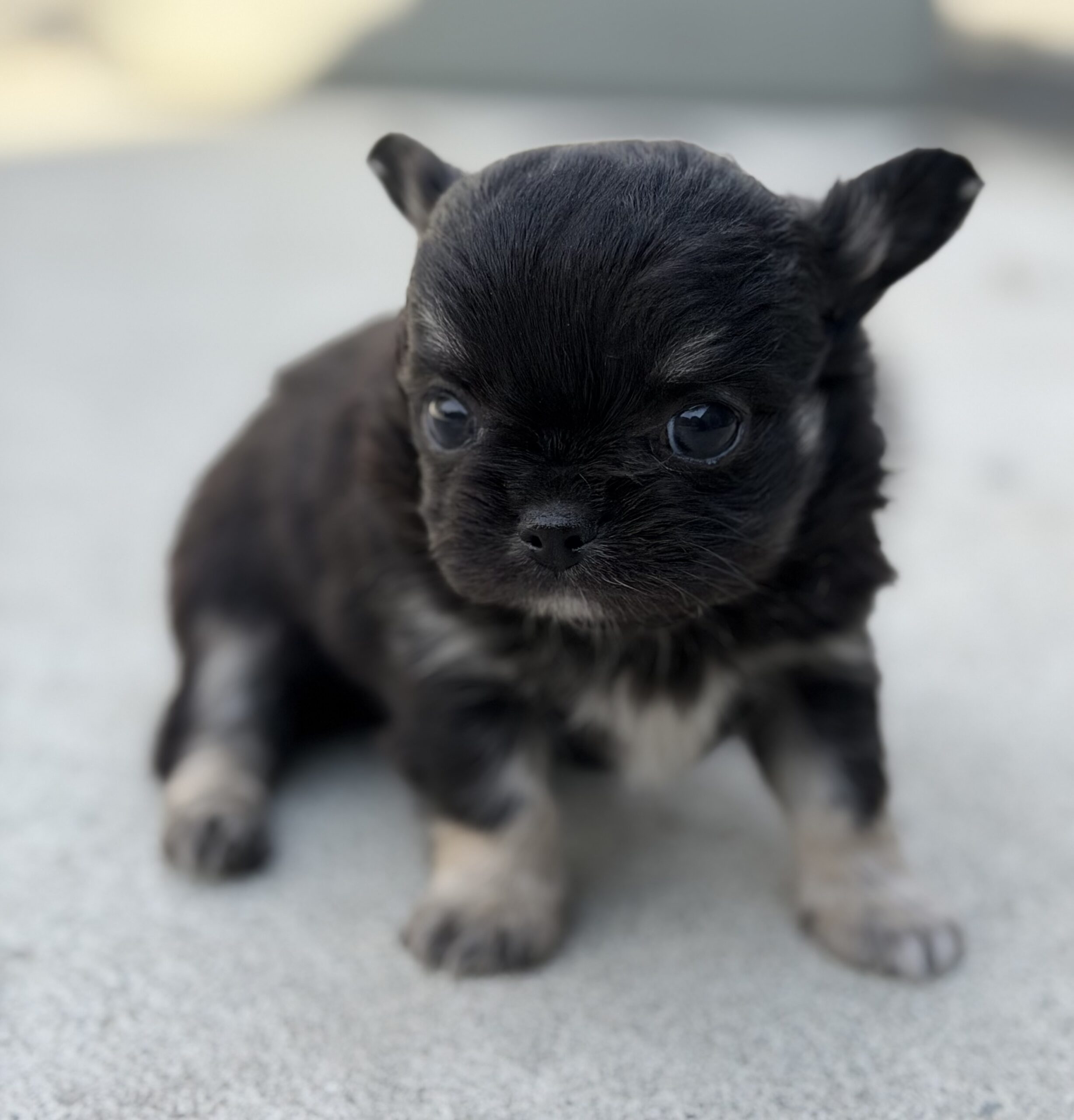 ロングコートチワワ　ブラックタン