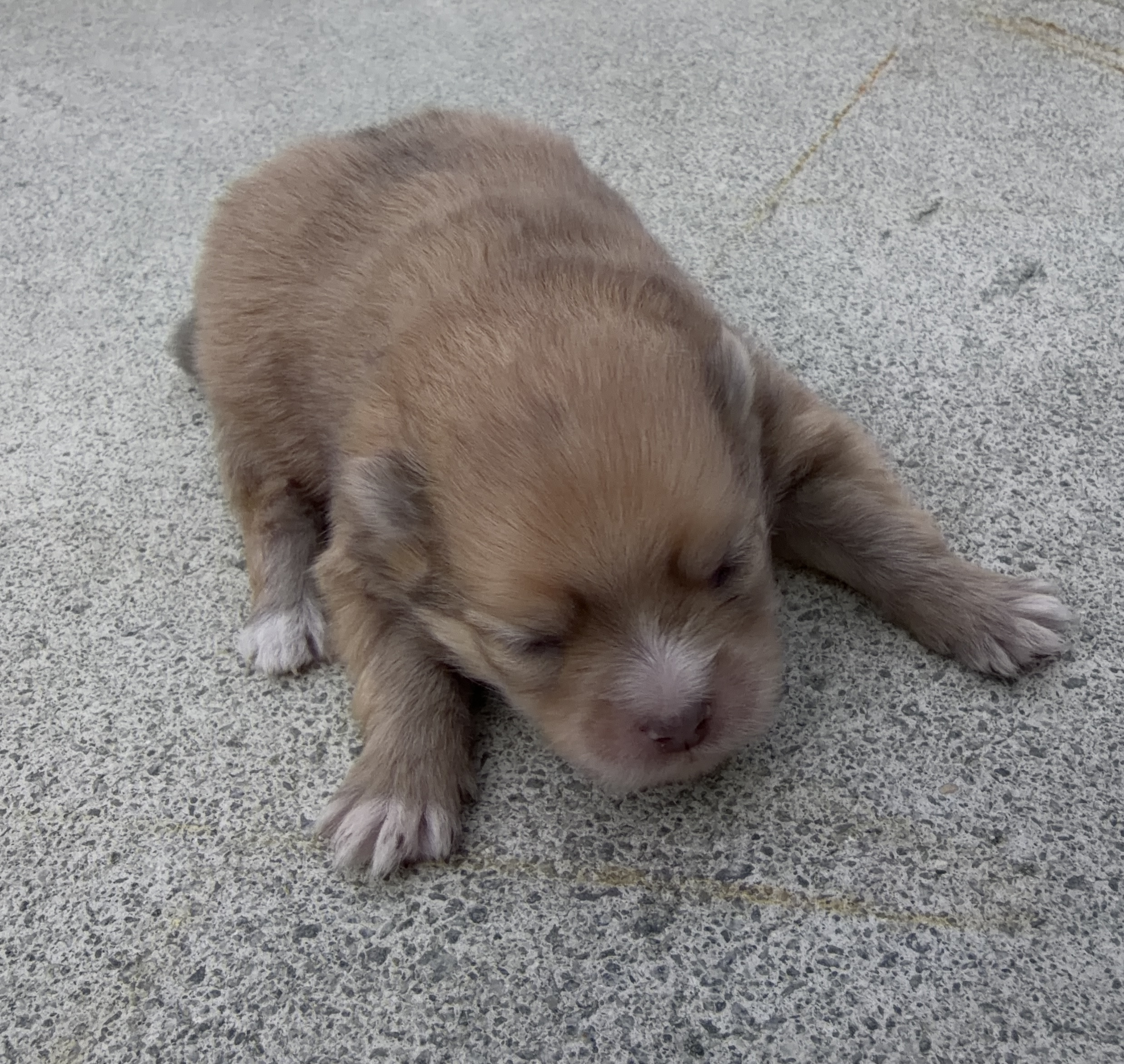 ポメラニアン　オレンジ